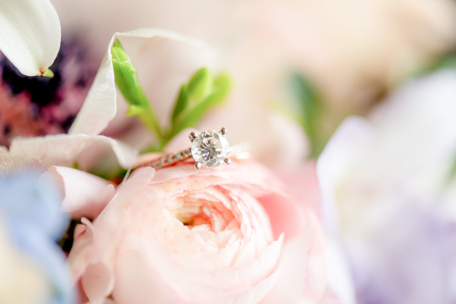 Diamond ring on a pink rose