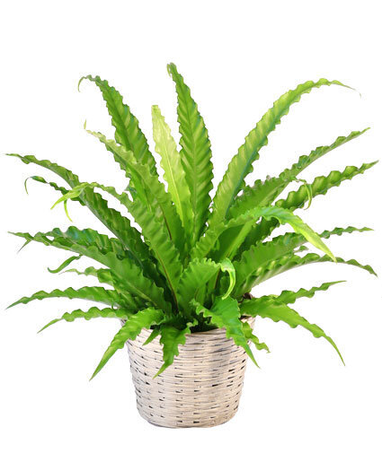 birds-nest-fern-house-plant-PL110422.425