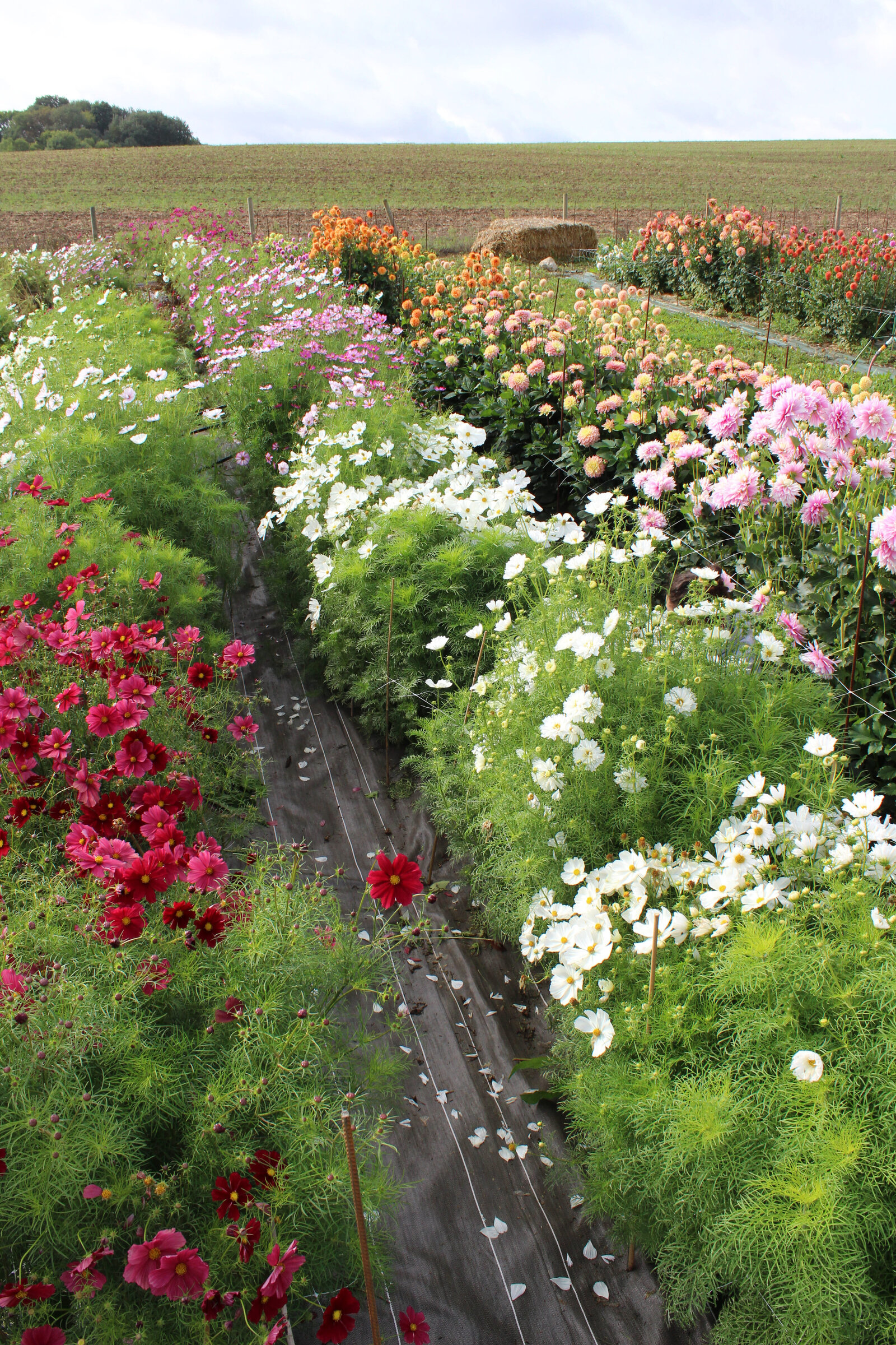 classesflorale_worshop_fermeflorale_23