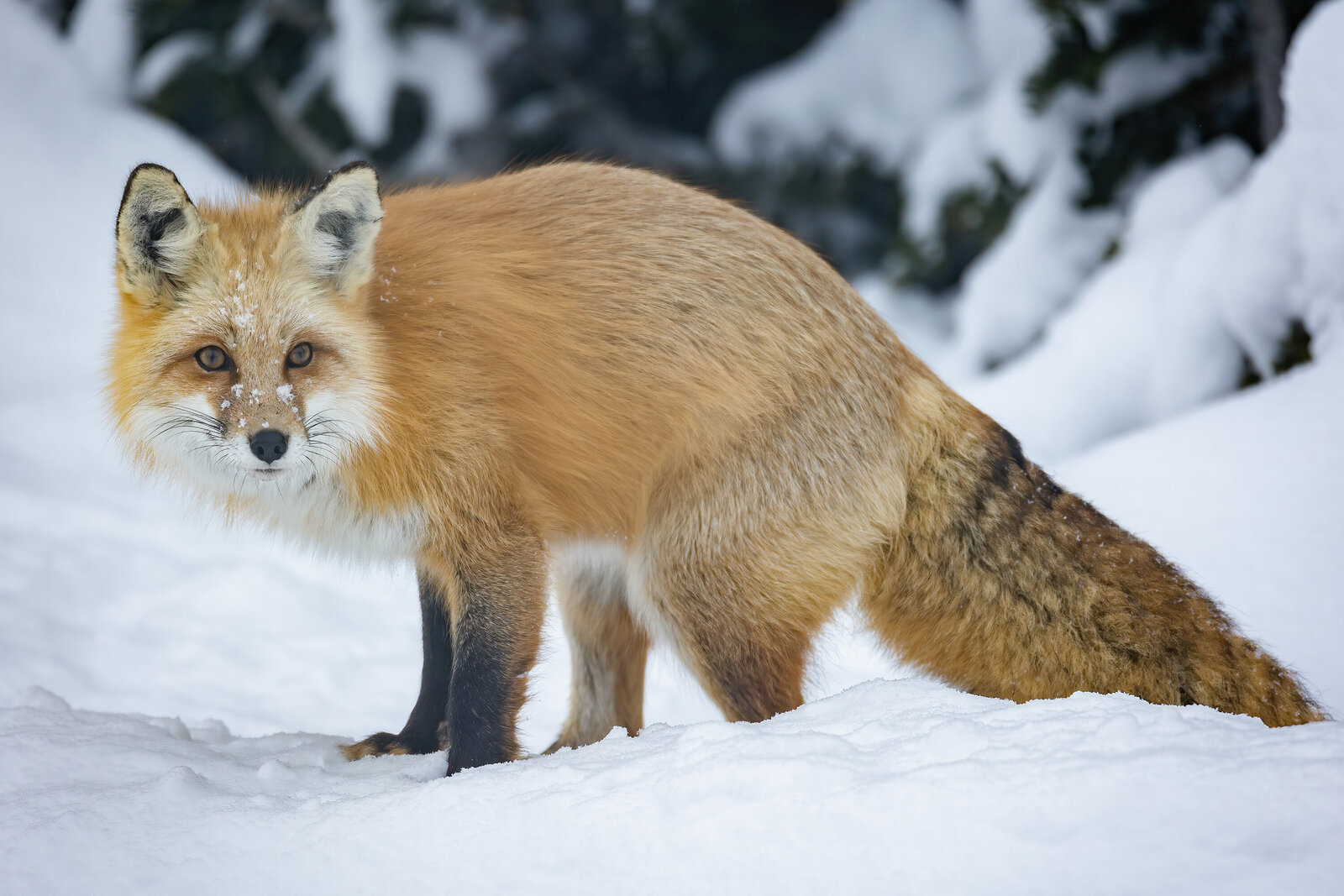 2023-01-Y3A9653-red-fox-gtnp-website