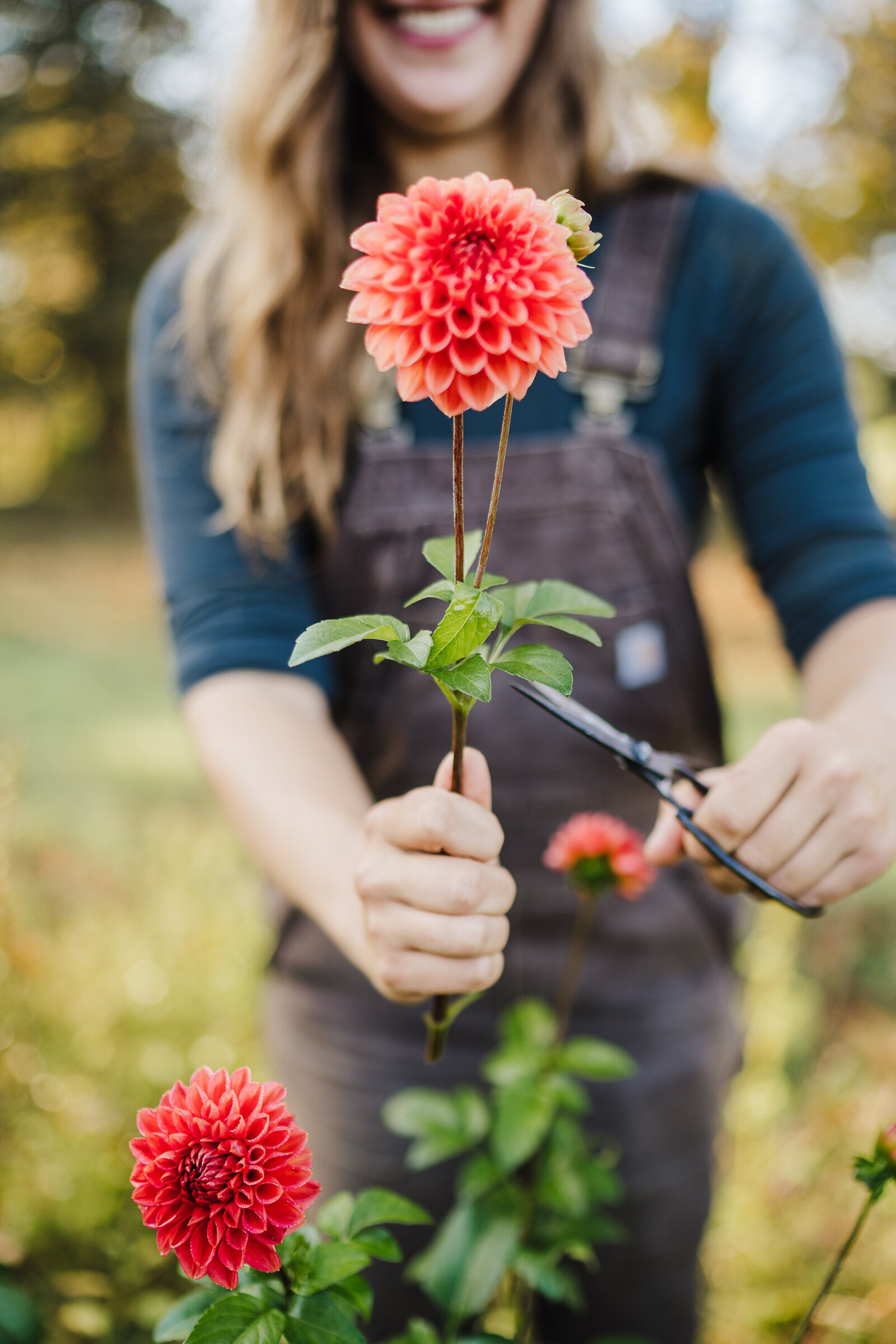 hand holds flower and cuts with scissors