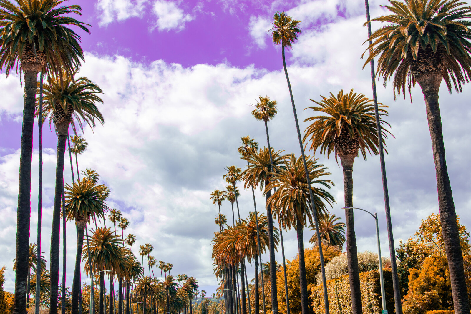 Tall-palm-trees