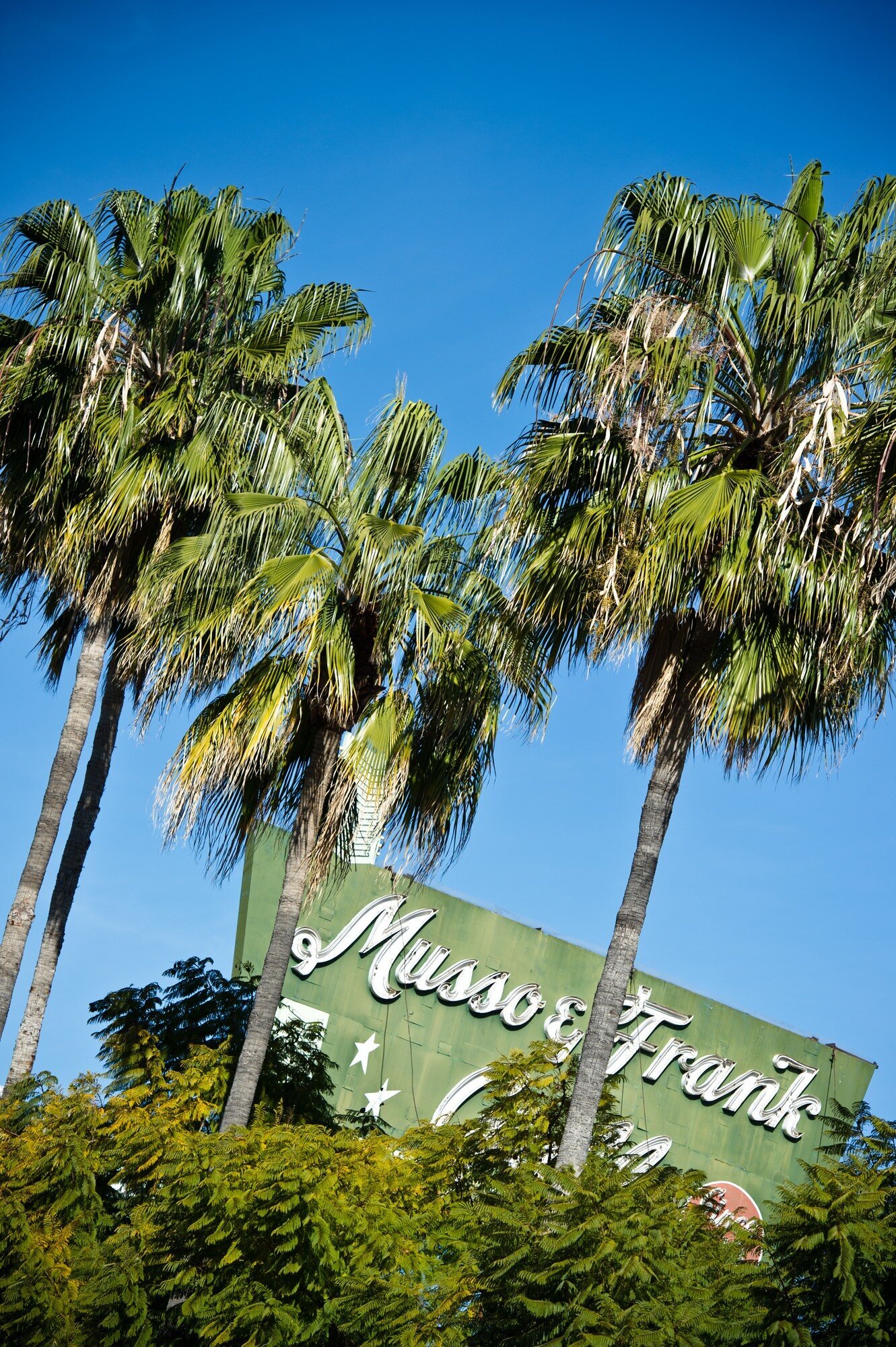 Palm trees in Los Angeles