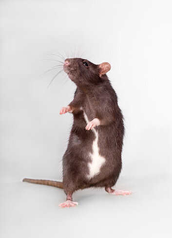 istockphoto-597252296-170667a