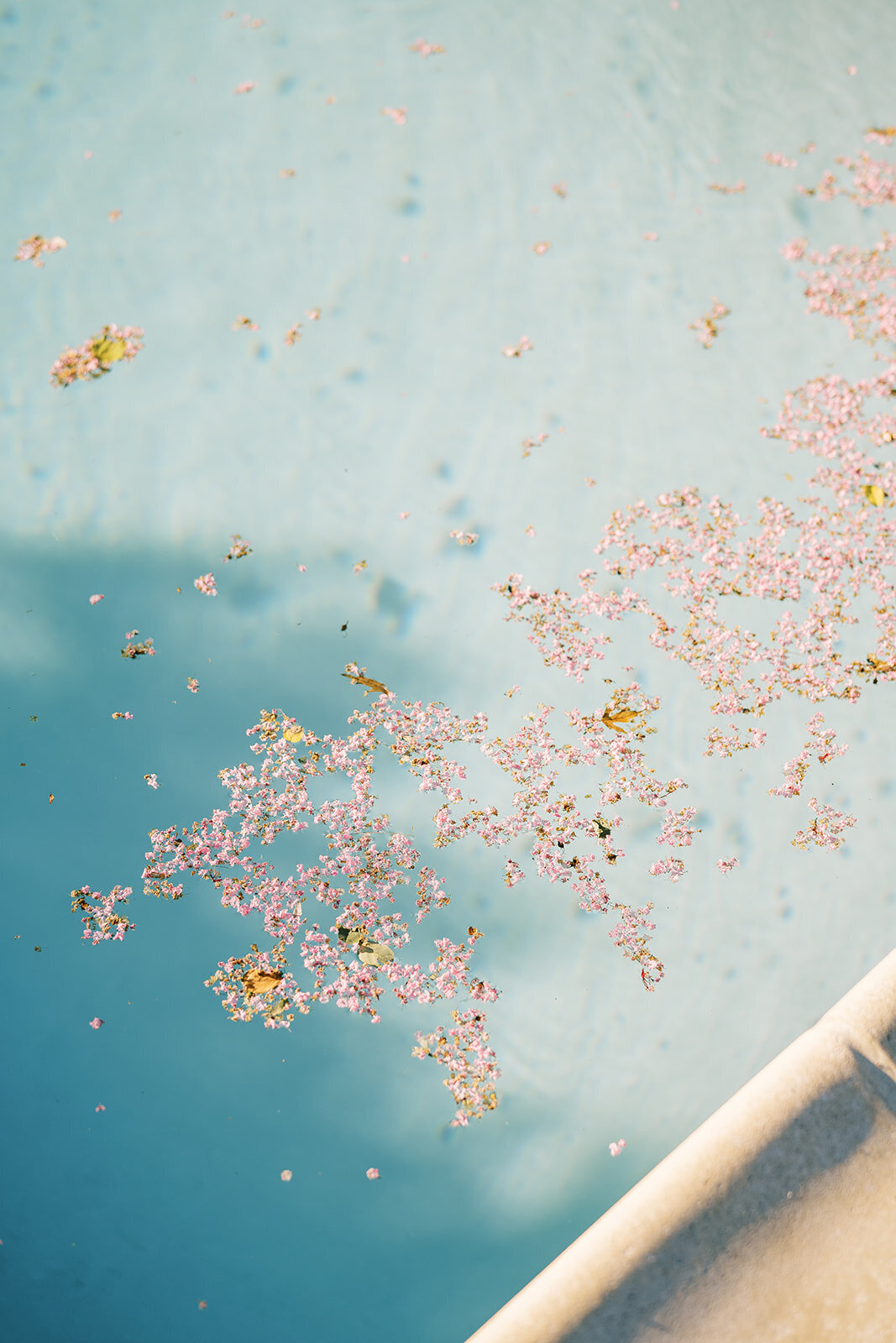 rachelpearlmanphotography_carlinivalis-1092