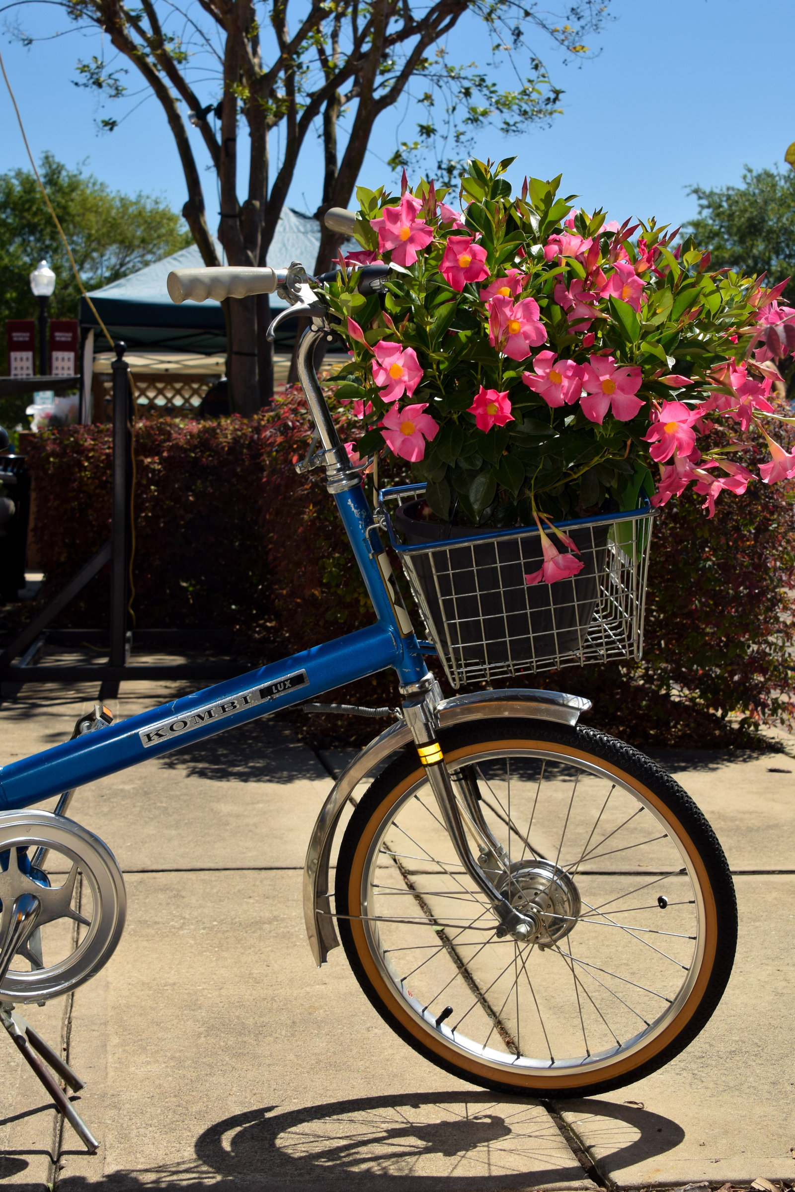 Bicycle with flowers Plant Street Winter Garden Florida