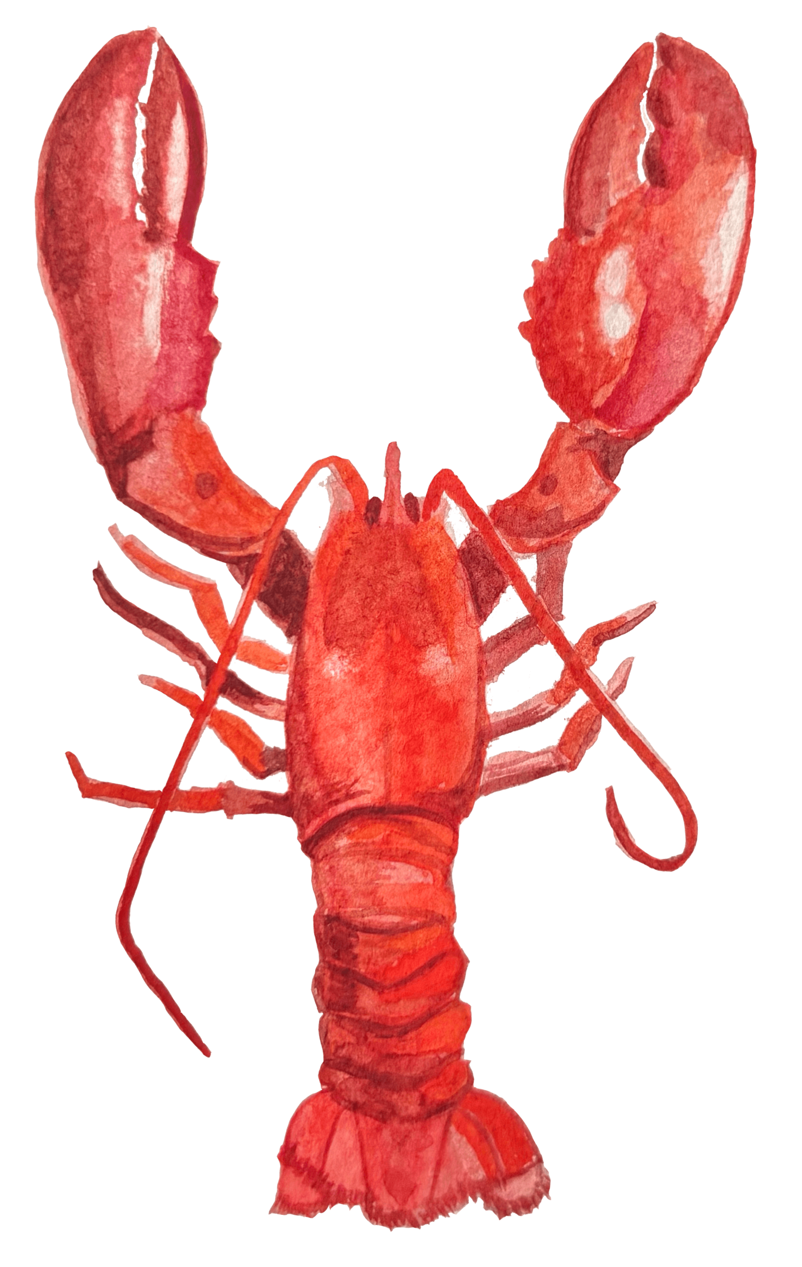 custom-lobster-illustration-maine-wedding