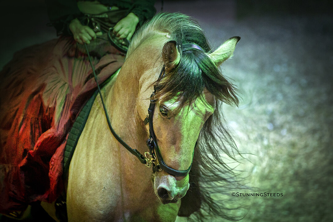 AA0I8604©StunningSteedsPhoto-LR