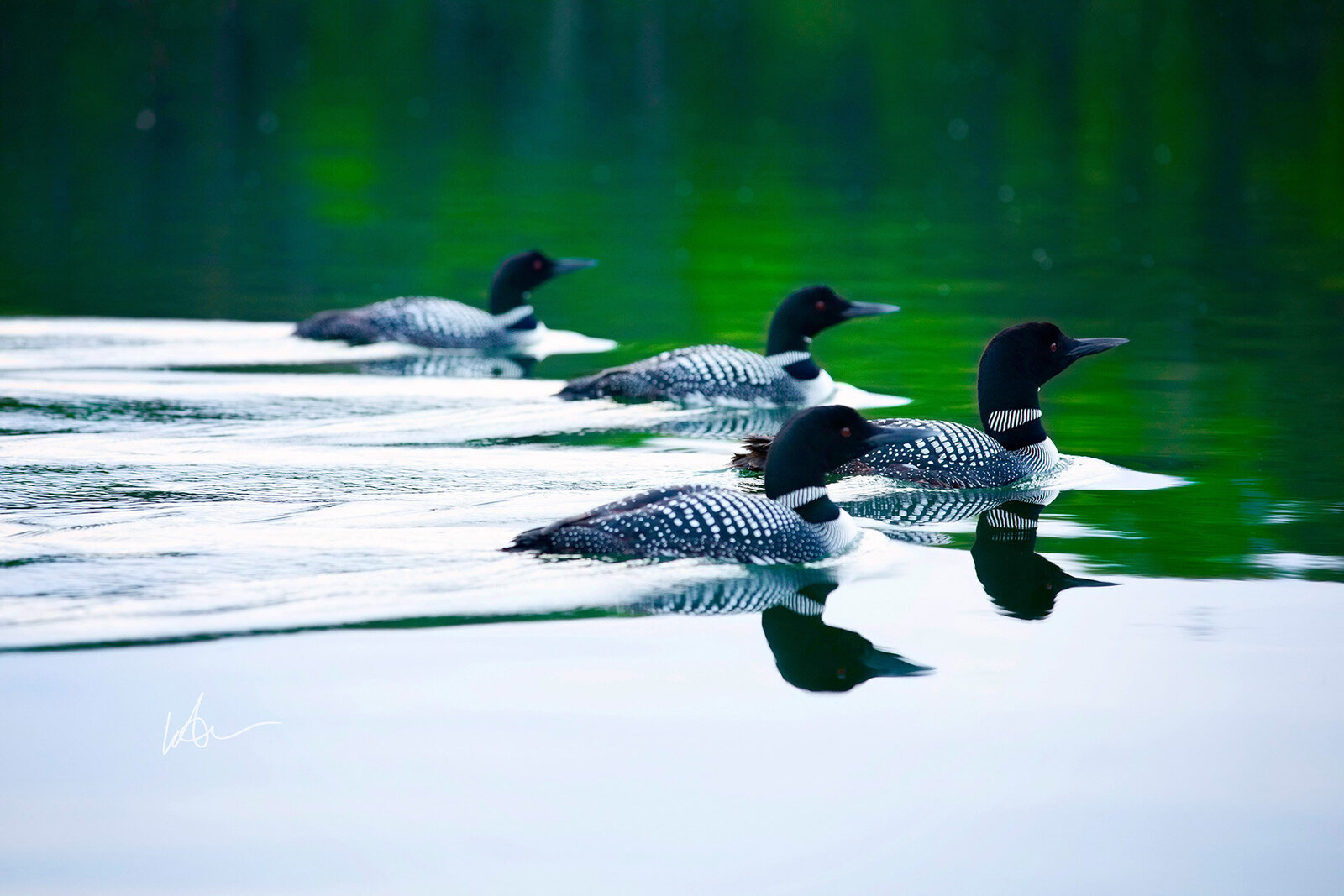 Leader of the Pack_LeAnn Overbeek
