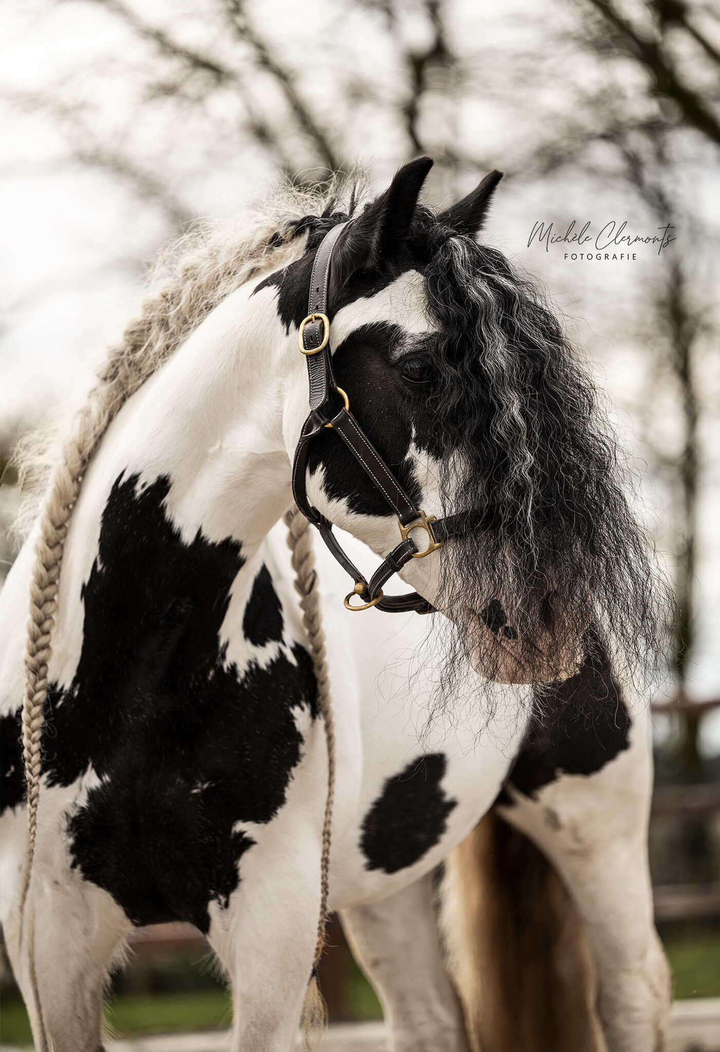 DSC_9798-paardenfotografie-michele-clermonts-fotografie