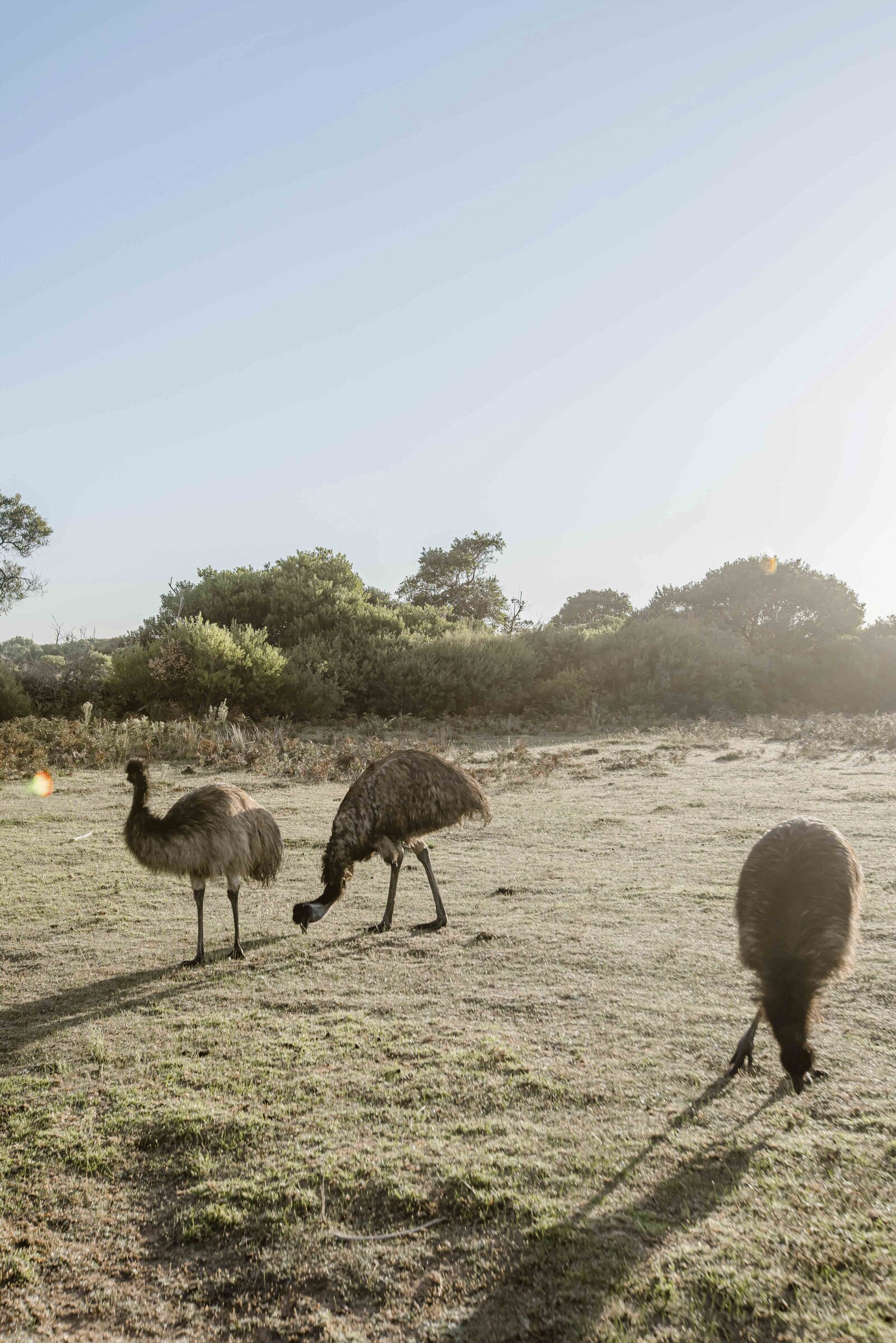 Australian Content Creator_7