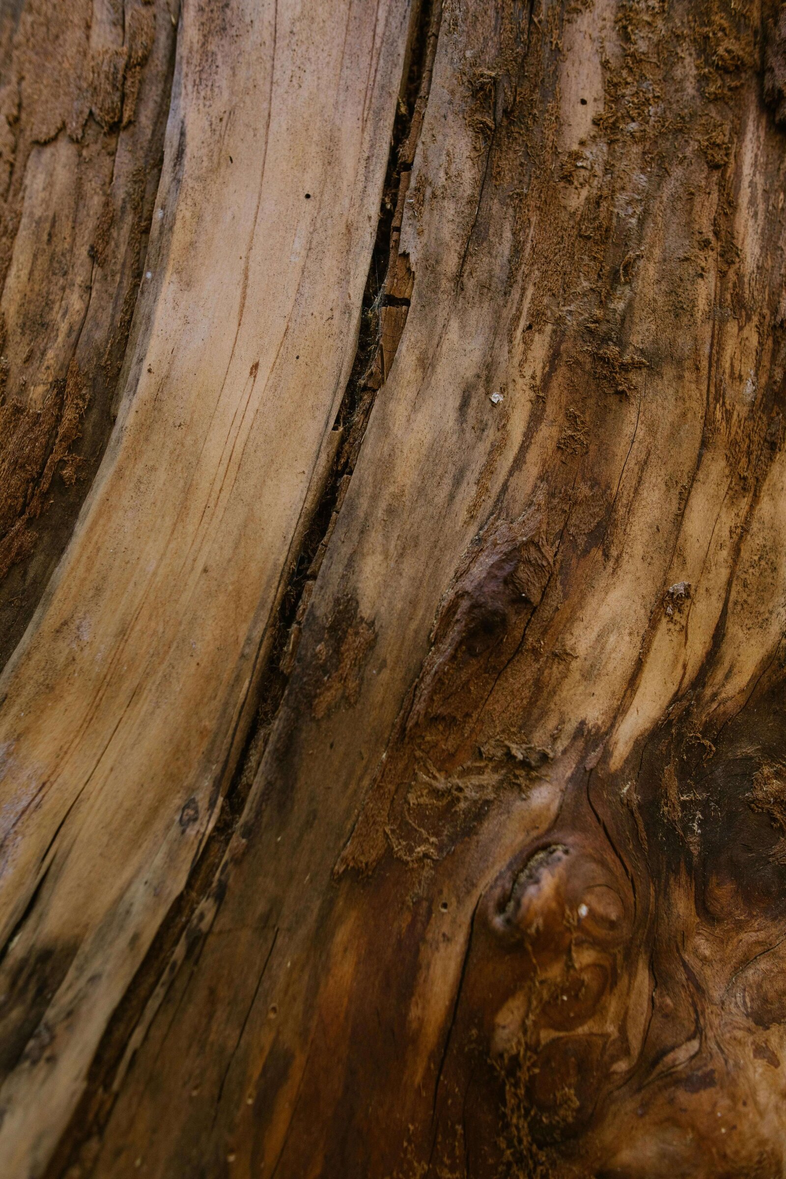 Bois d'un arbre brut.