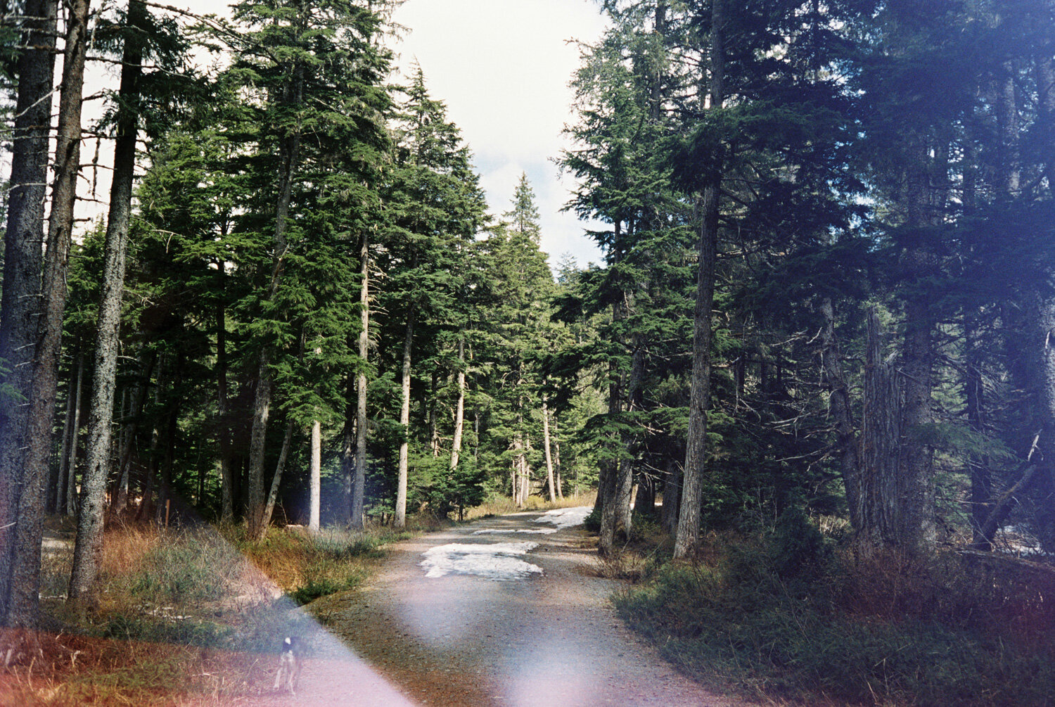 Girdwoo-on-film