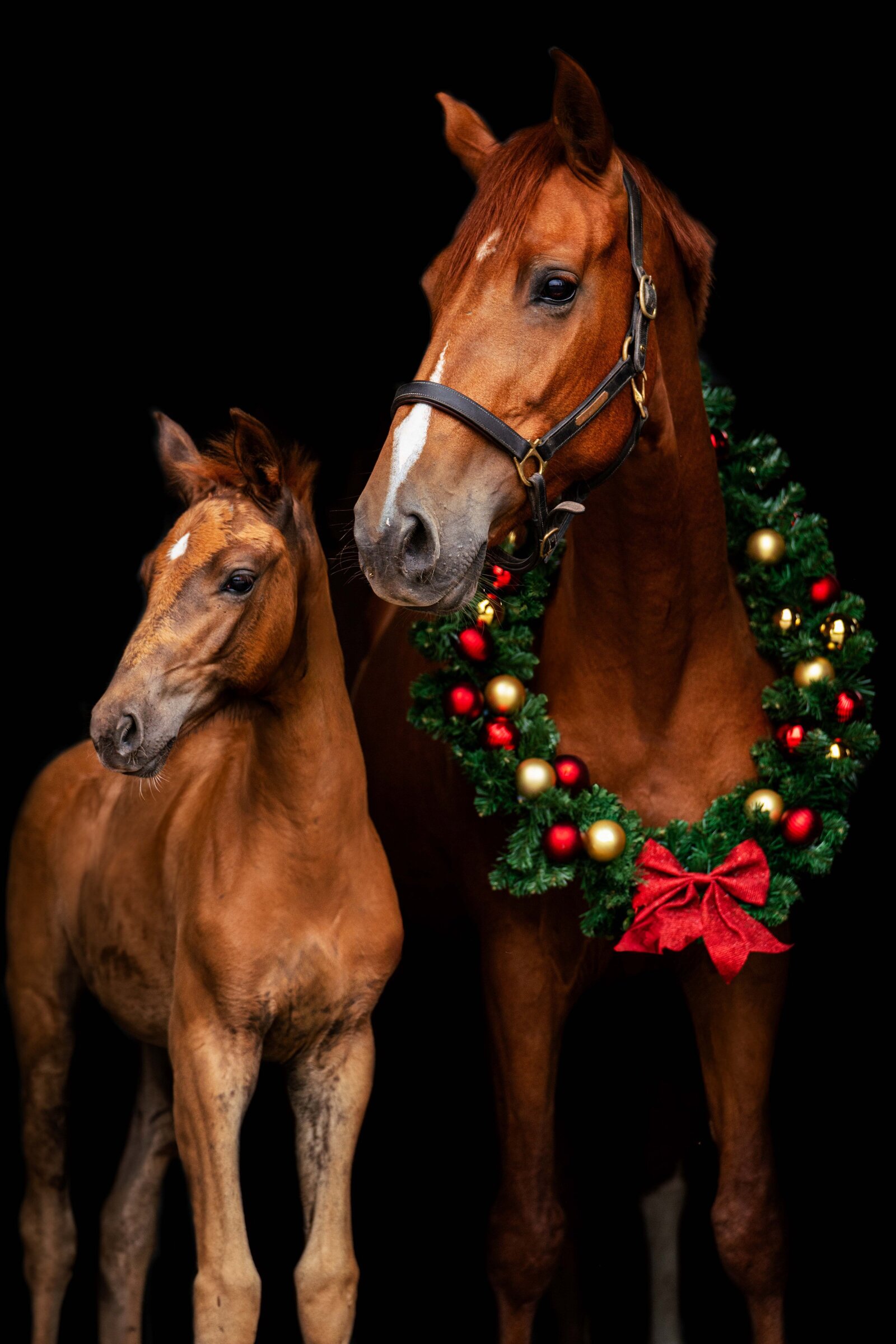 Kerstfoto paard gemaakt door Cheyenne Vlottes (2)