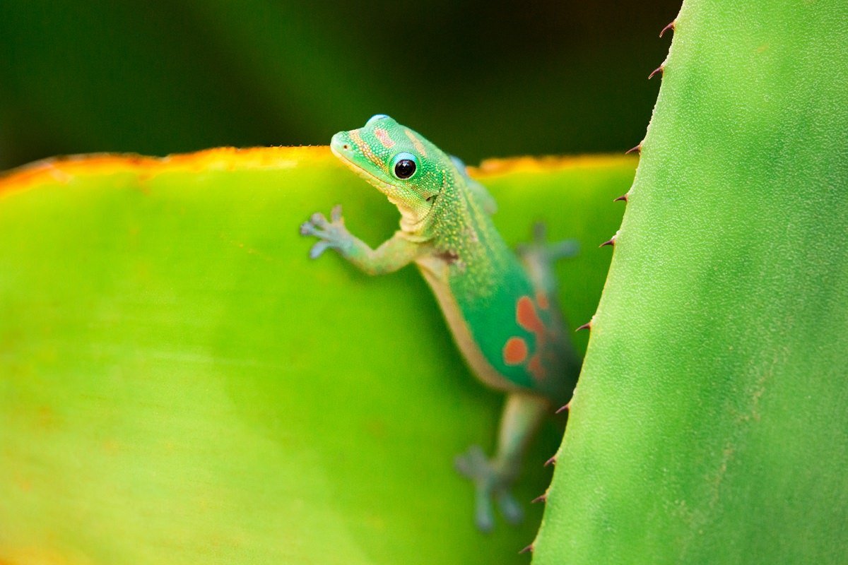 kauai-gecko-wildlife-photograpy