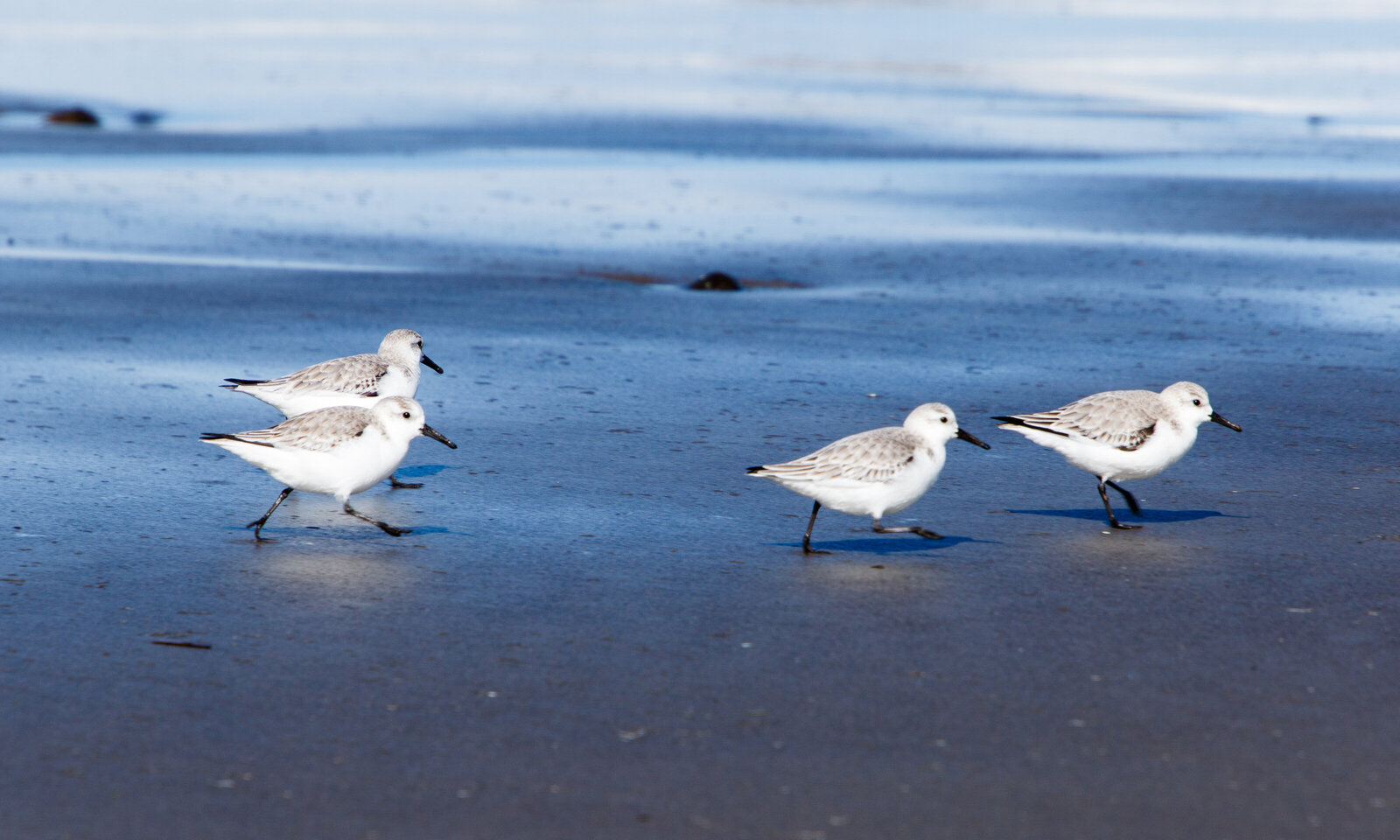4 sanderling birds on beach Seaside OR