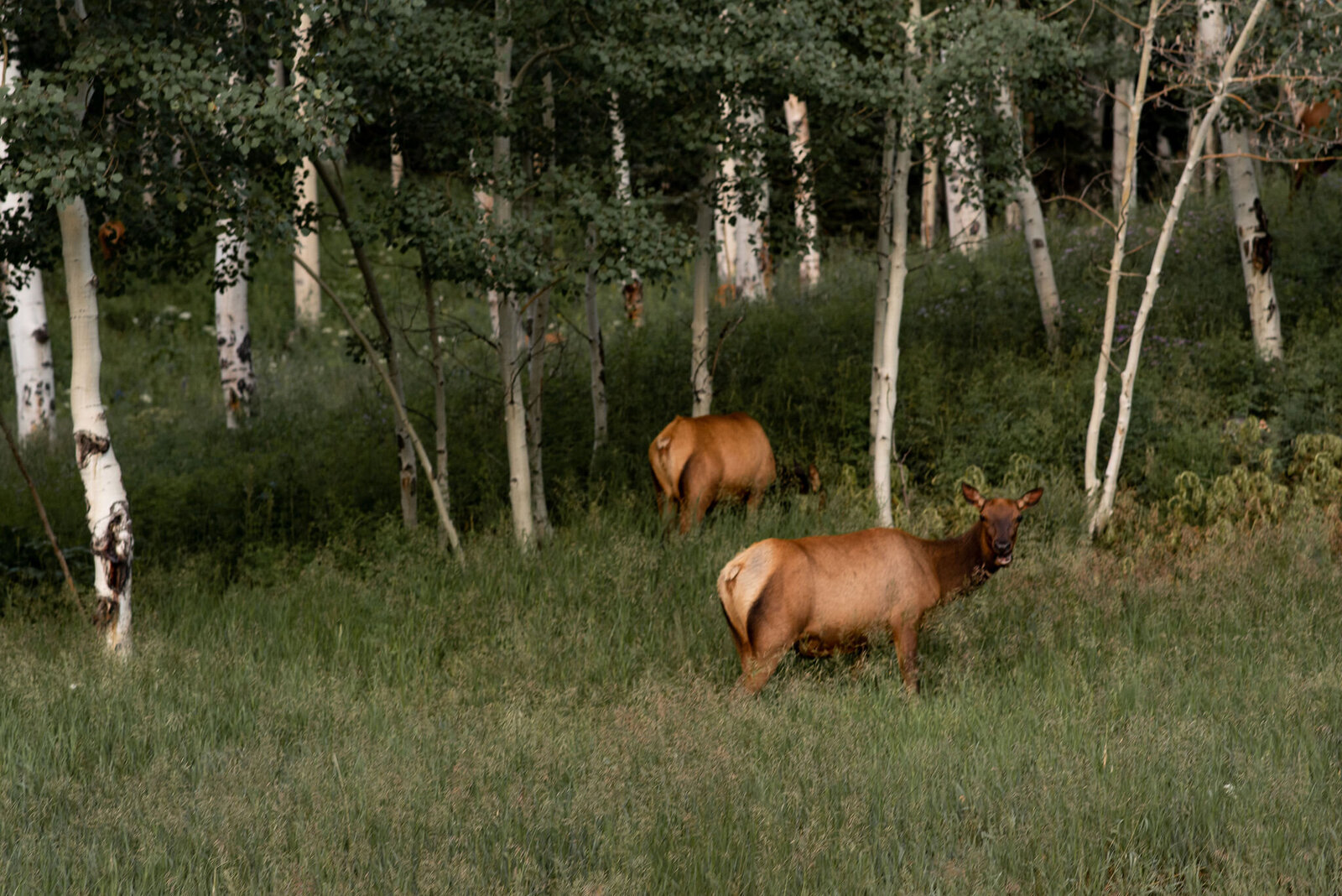 KateSeymourPhotography-Telluride-64