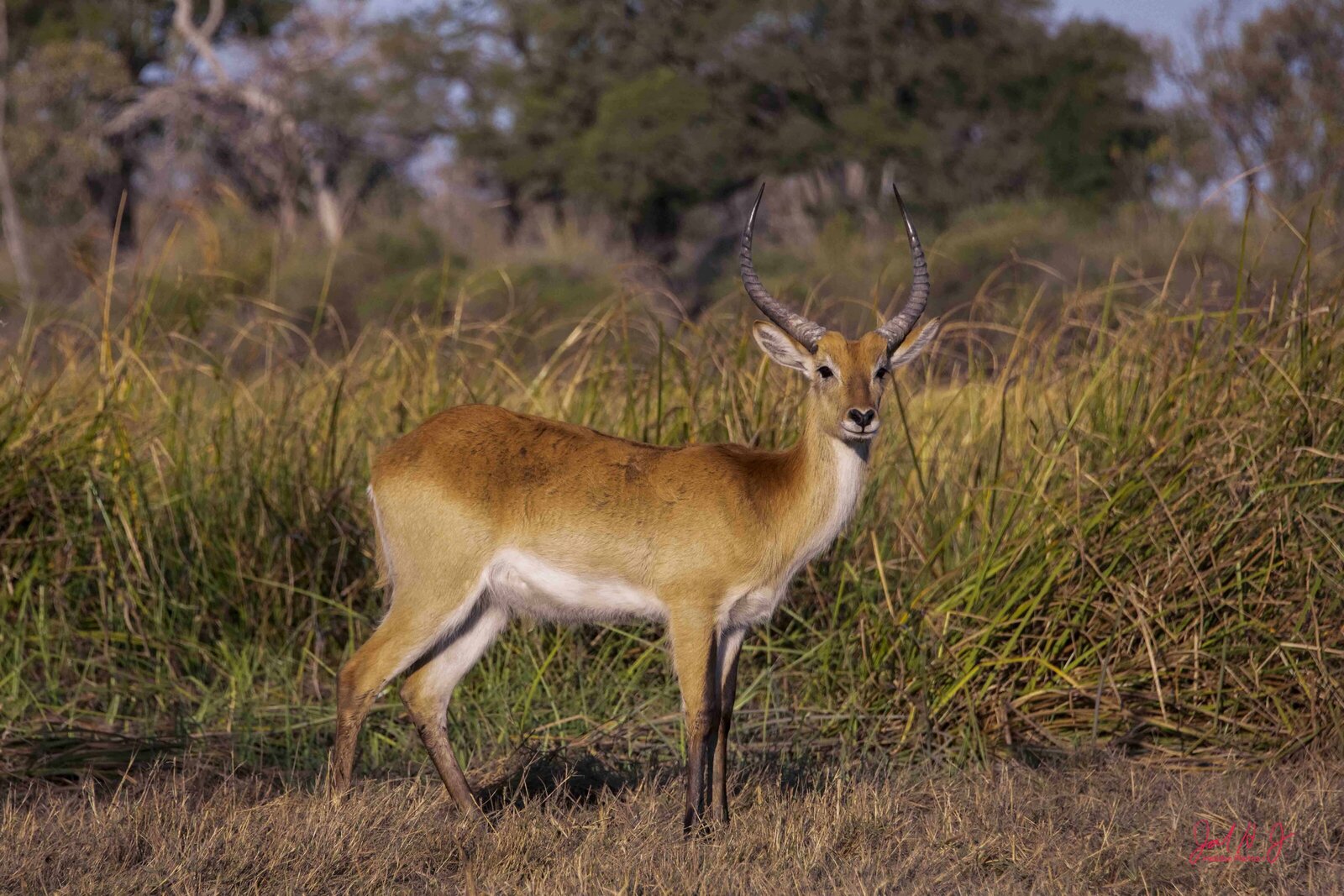 2022 Red Lechwe