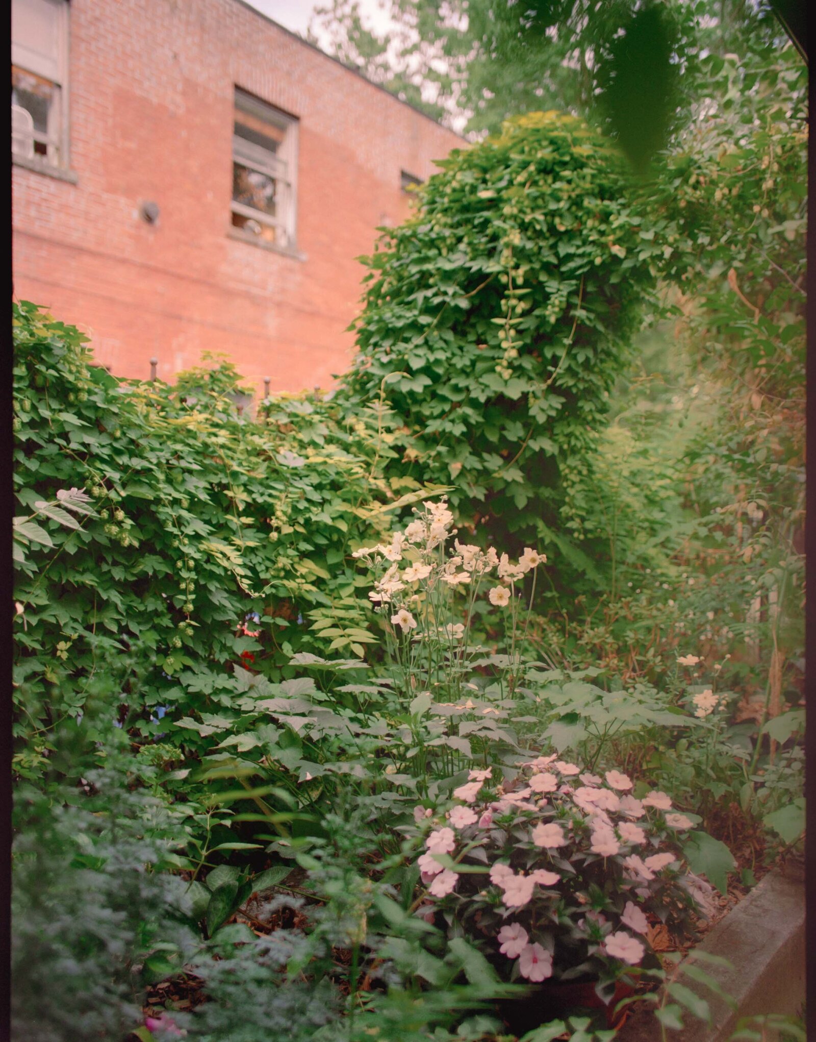 Jess-Buckley-Photo-FILM-Wedding-Seattle-Restaurant-56
