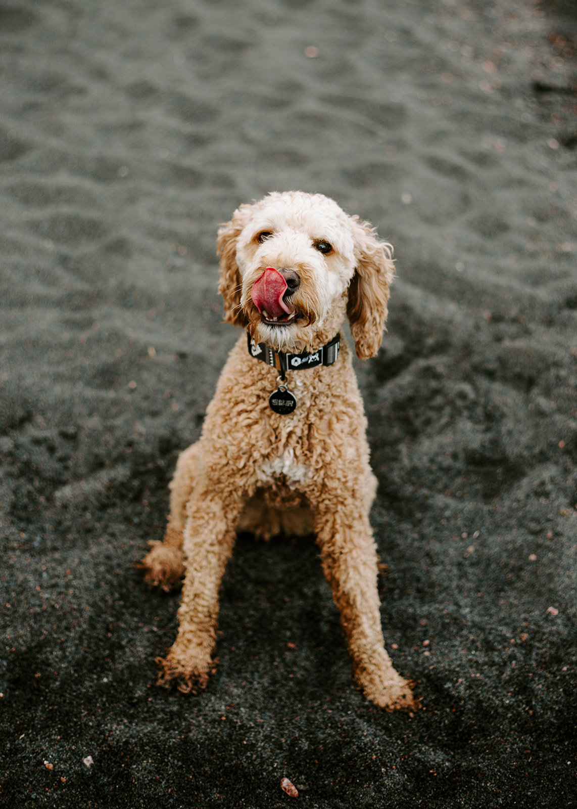 Dog licking his own face on the beach in the North Shore Minnesota