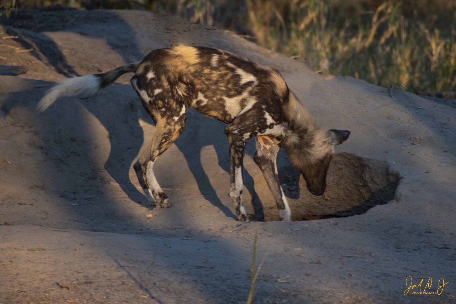 2017 Wild Dog (6)