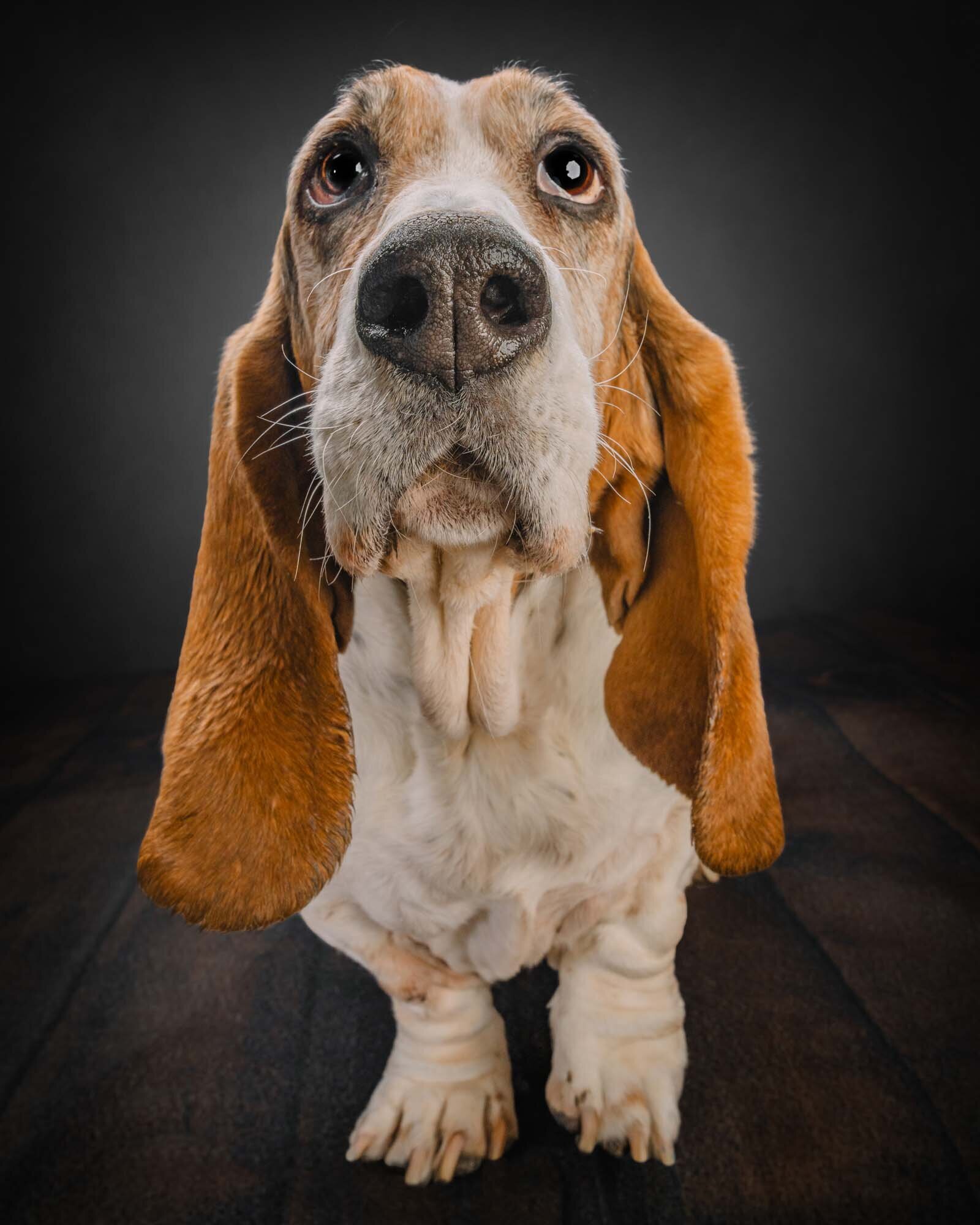 dog-photographer-near-me-denver-6