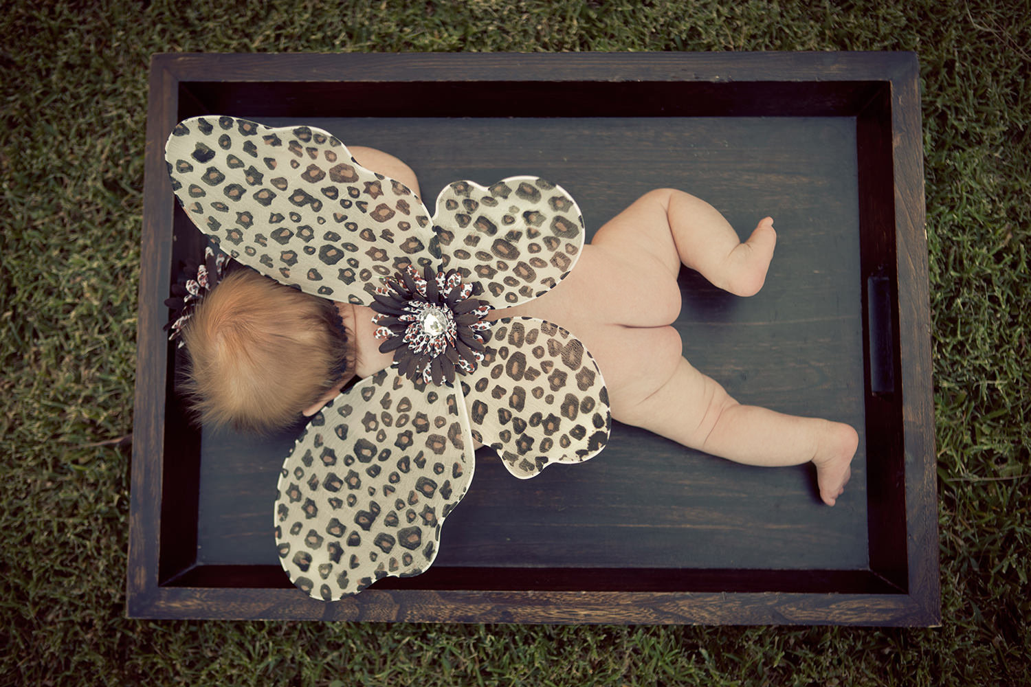 san diego newborn photography | newborn with adorable butterfly wings