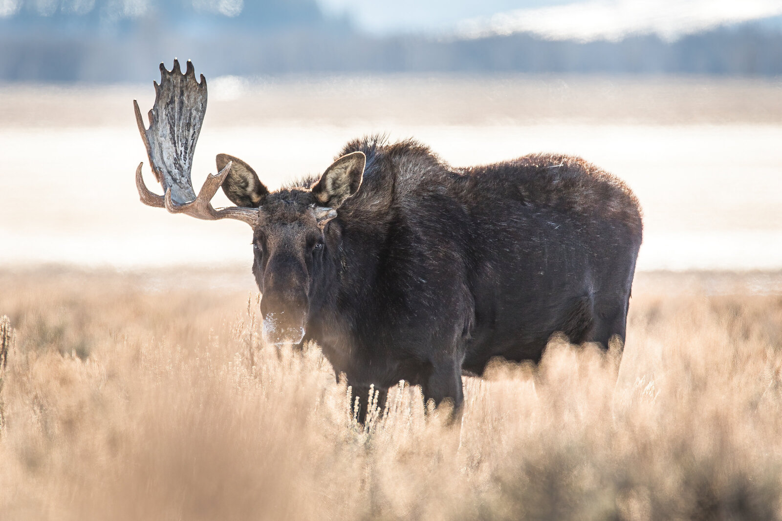 2020-12-05-75A3816-bull-moose-missing-paddle