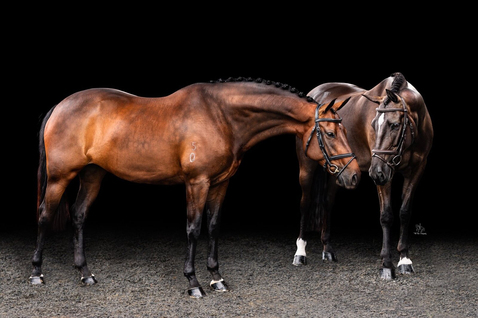 (33) Two horses in black background photoshoot