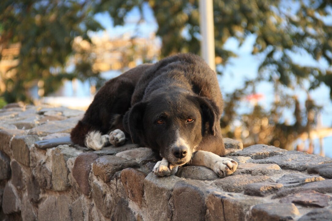 Dog Sleeping 