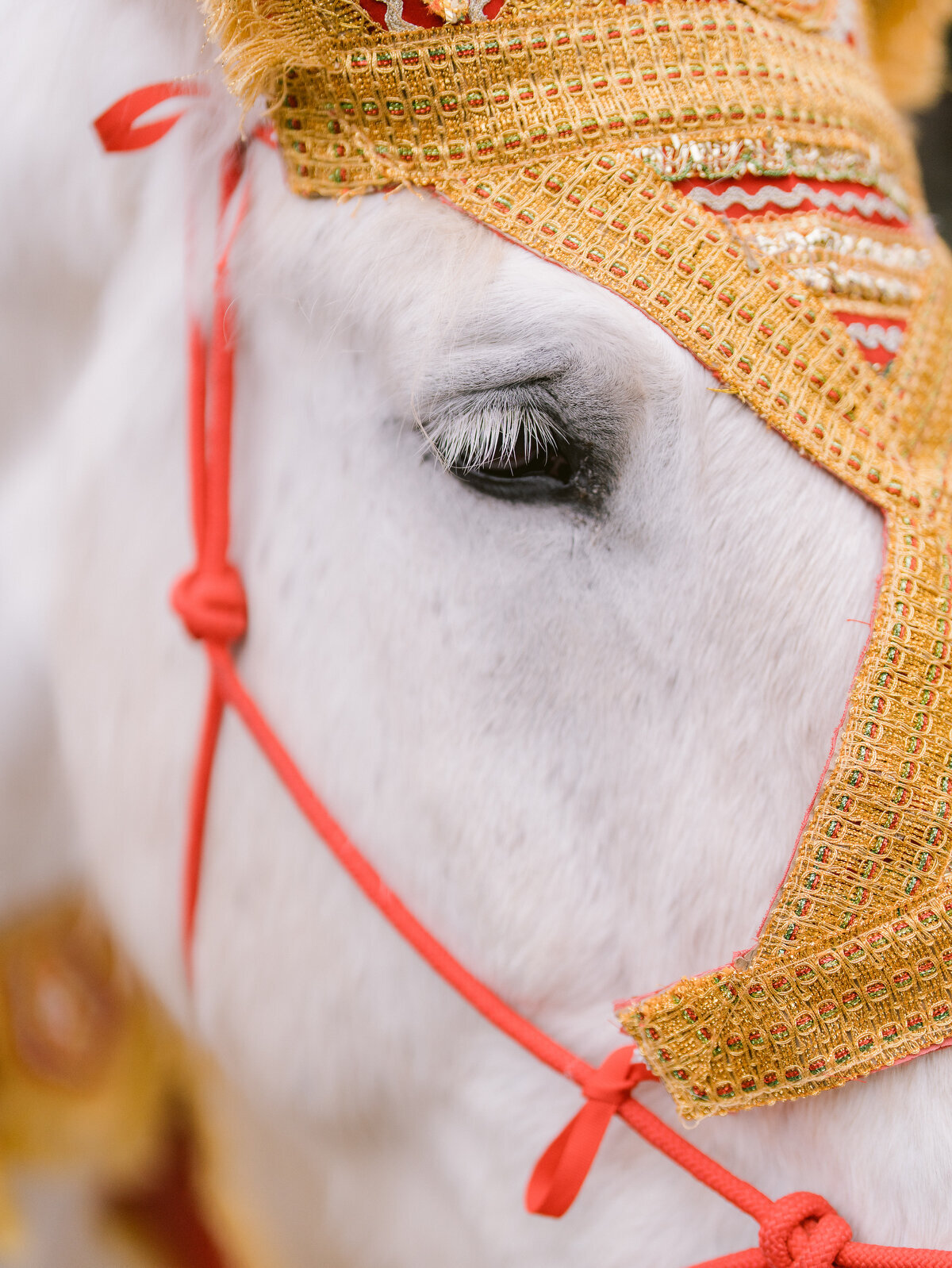 43 Alisal Wedding Photograhy