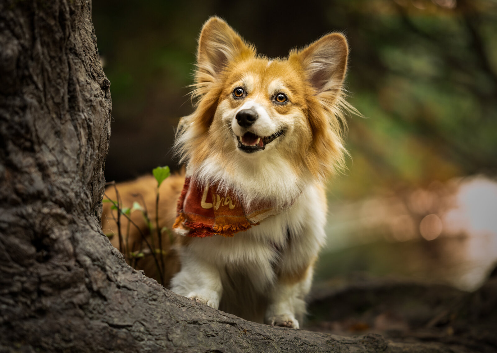 Pets-through-the-Lens-Photography-Vancouver—Dog-Photoshoot