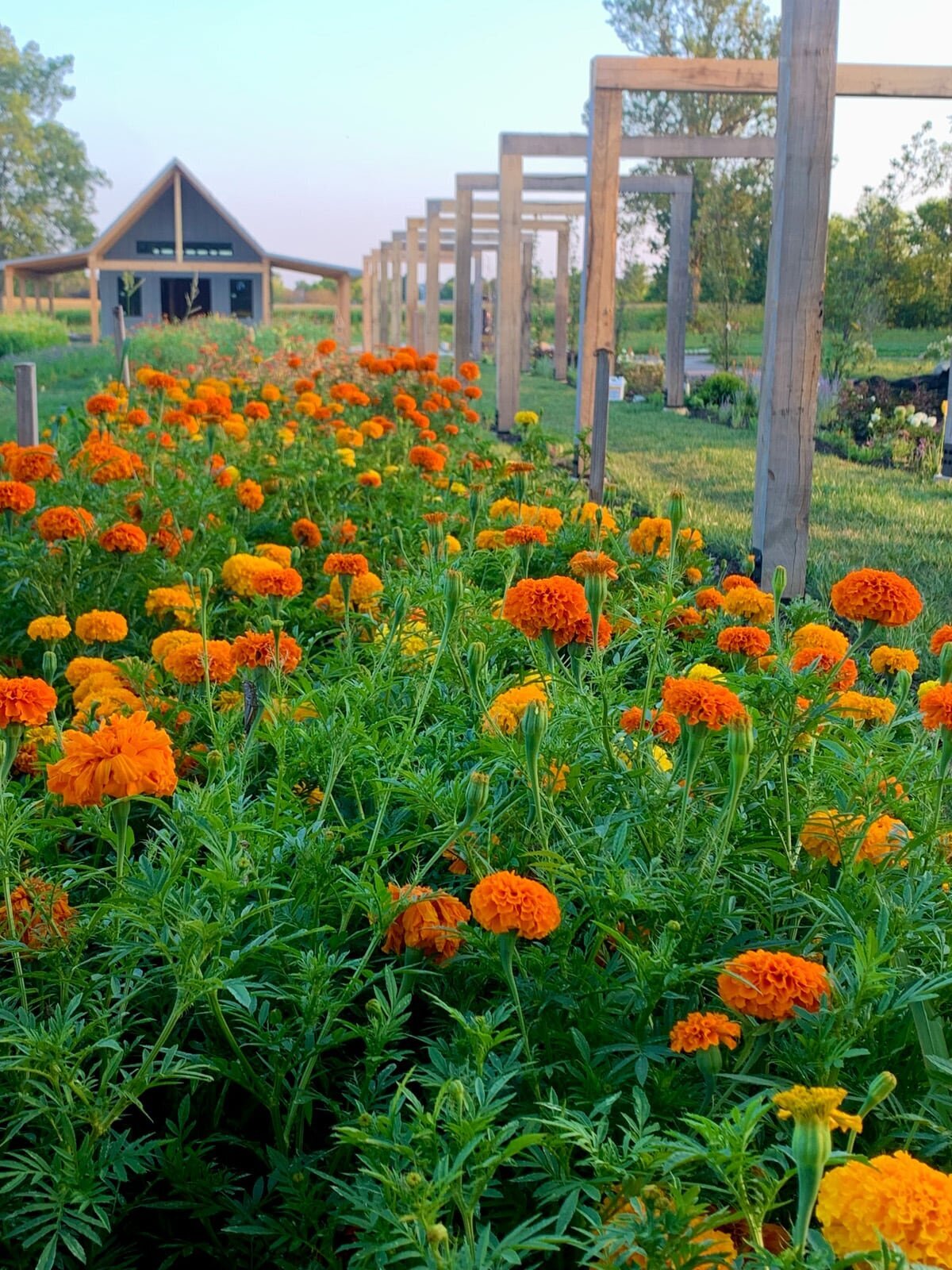 Bloomery | Sweet Peas Flower Farm 16