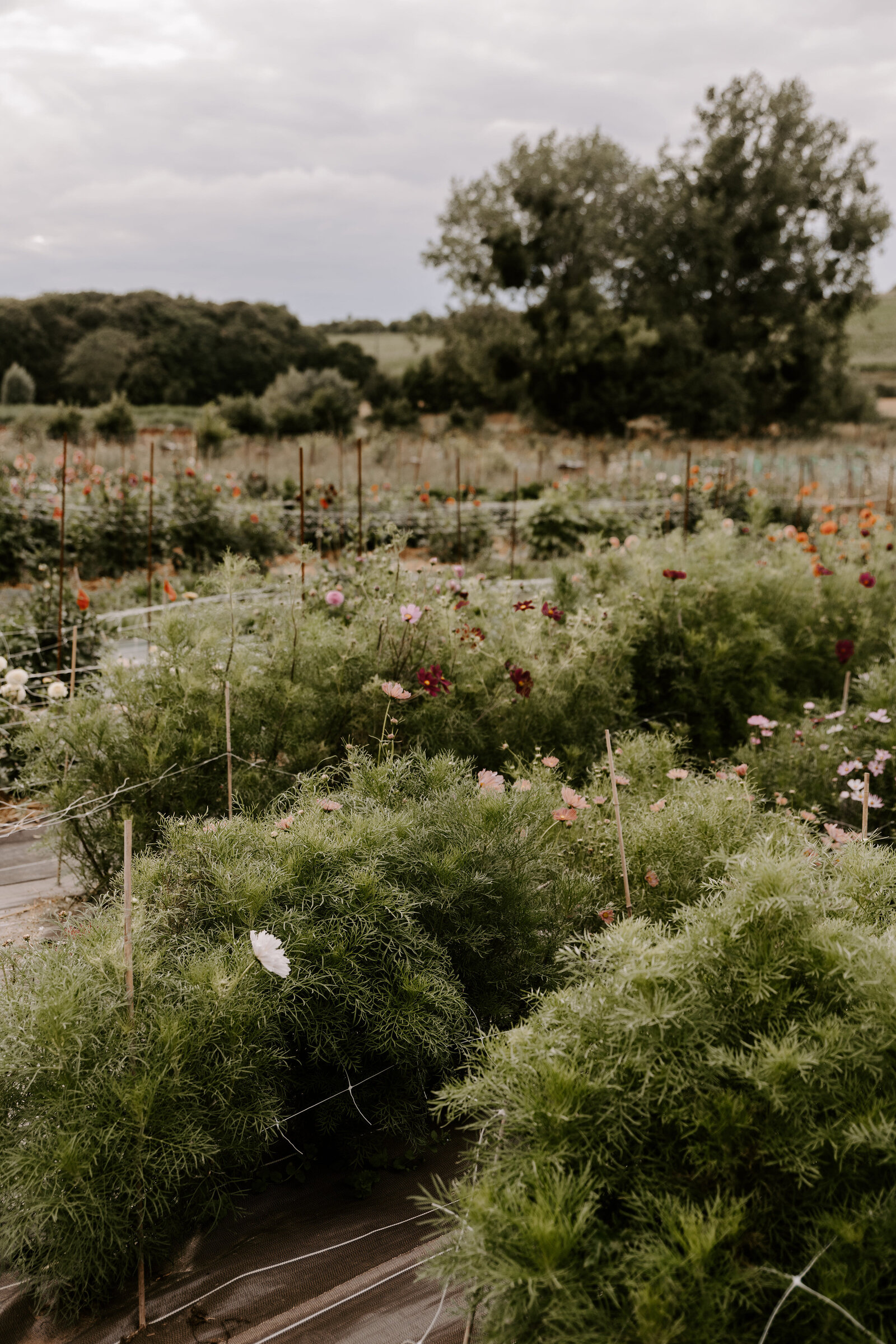 classesflorale_worshop_fermeflorale_15