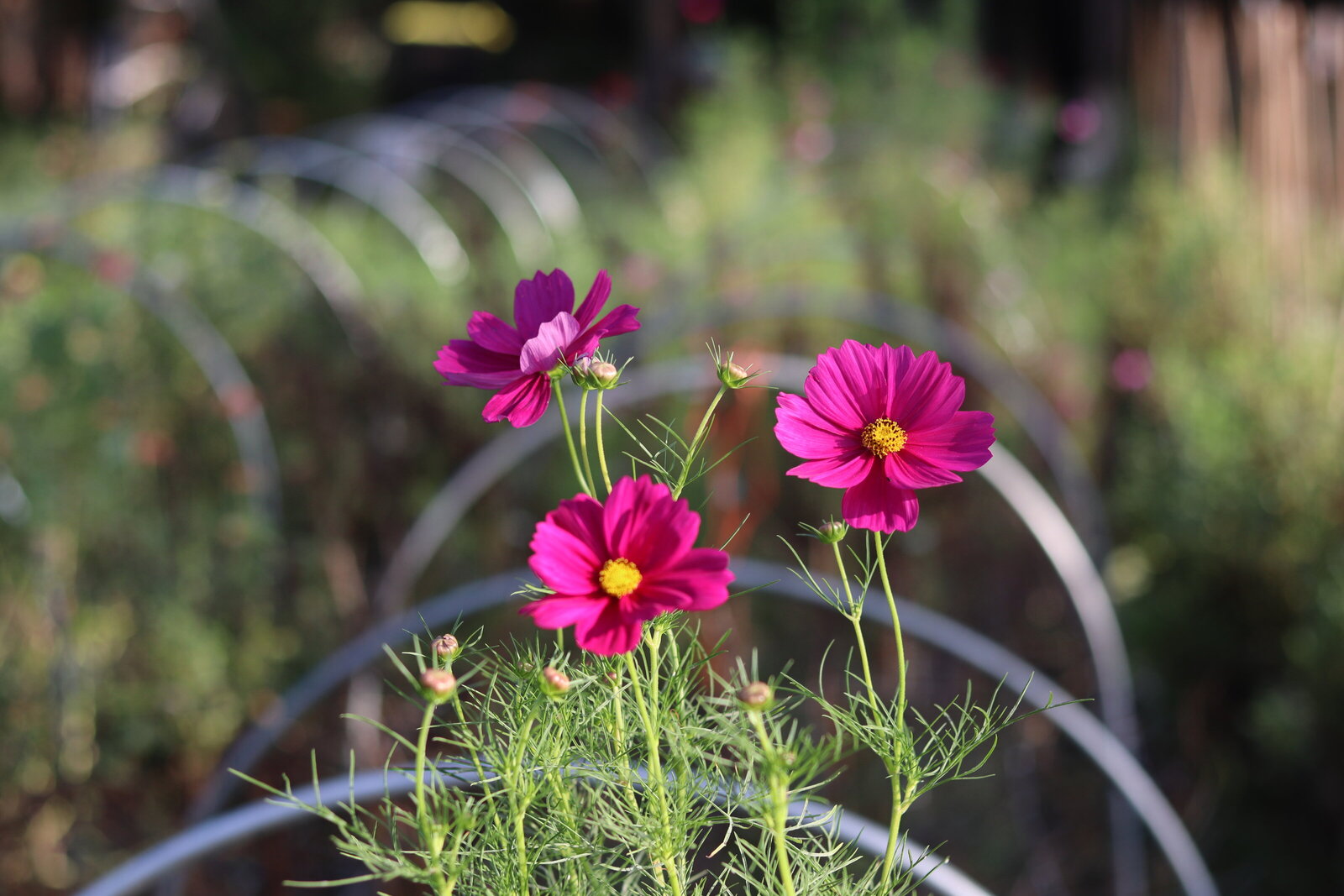 flowers-local-memphis-florals-3