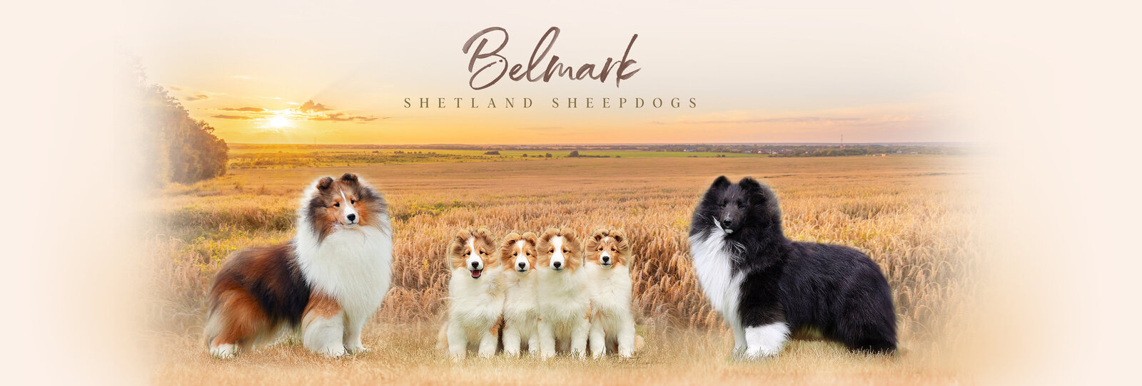 Ohio Shelties for Sale