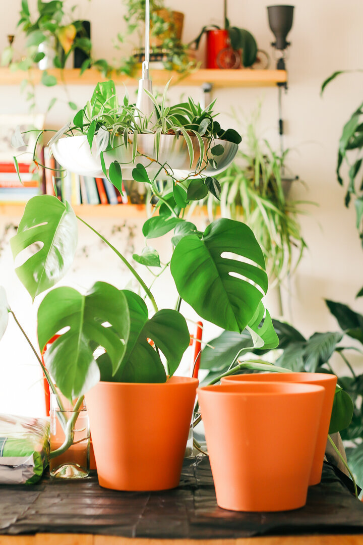 plants in pots