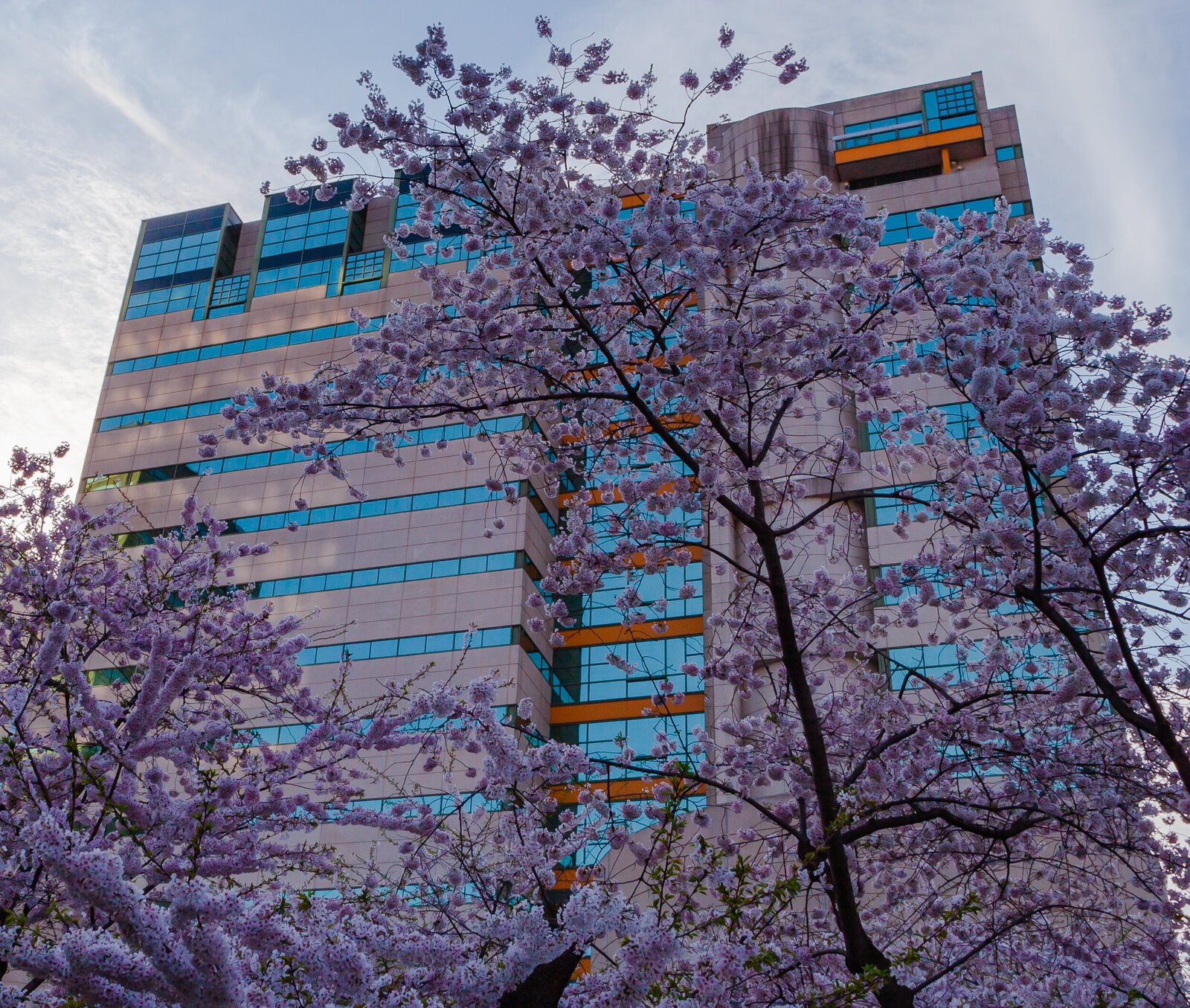 Cherry blossoms_