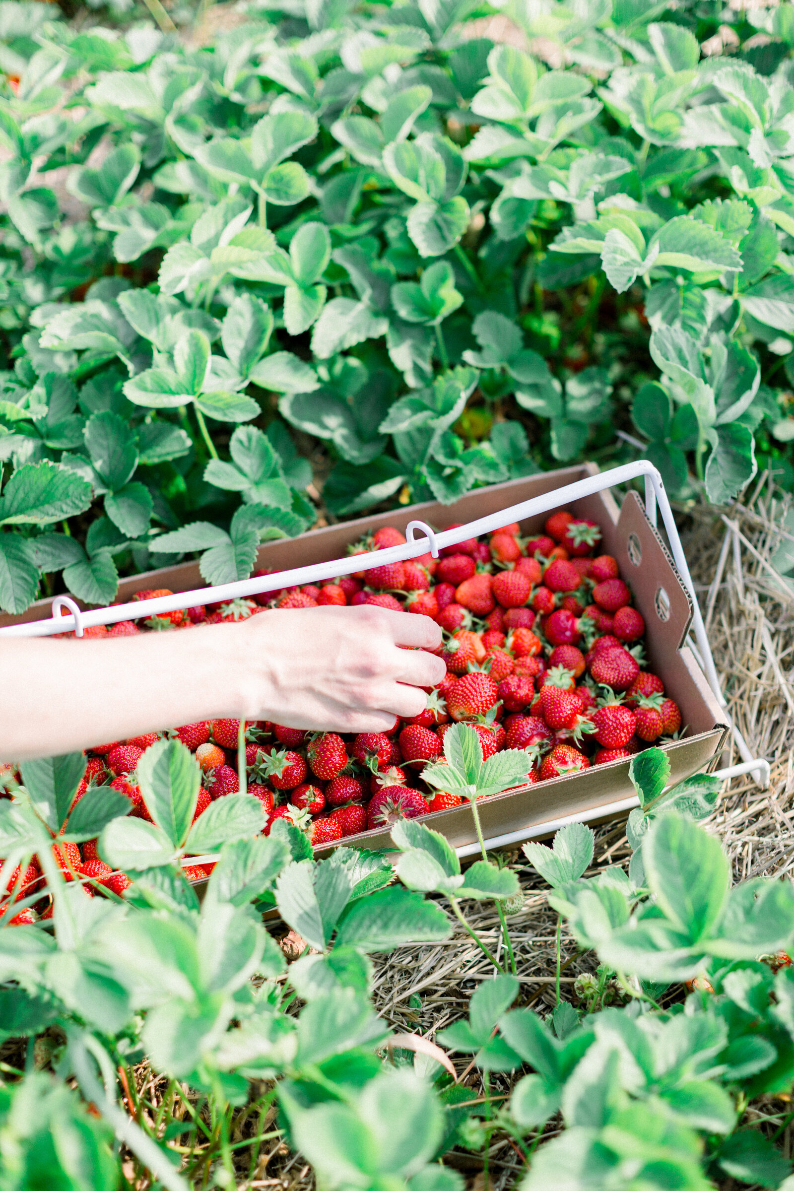 TheHelgesons_2020_StrawberryPicking-28