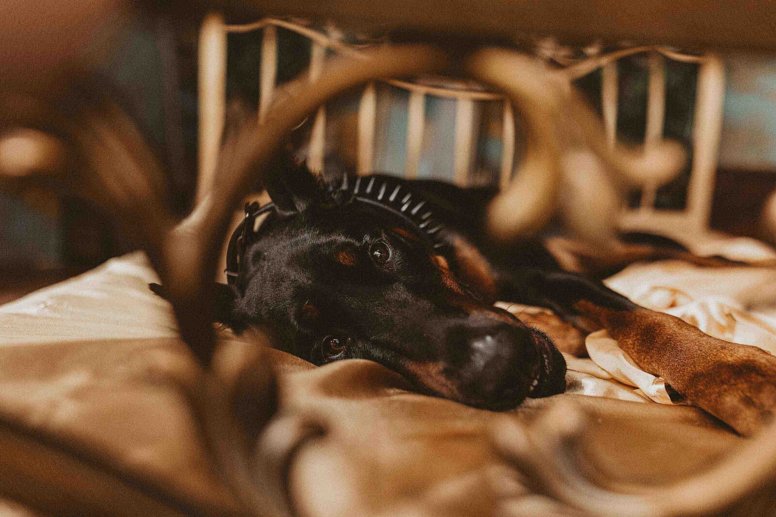 dog laying on the golden bed