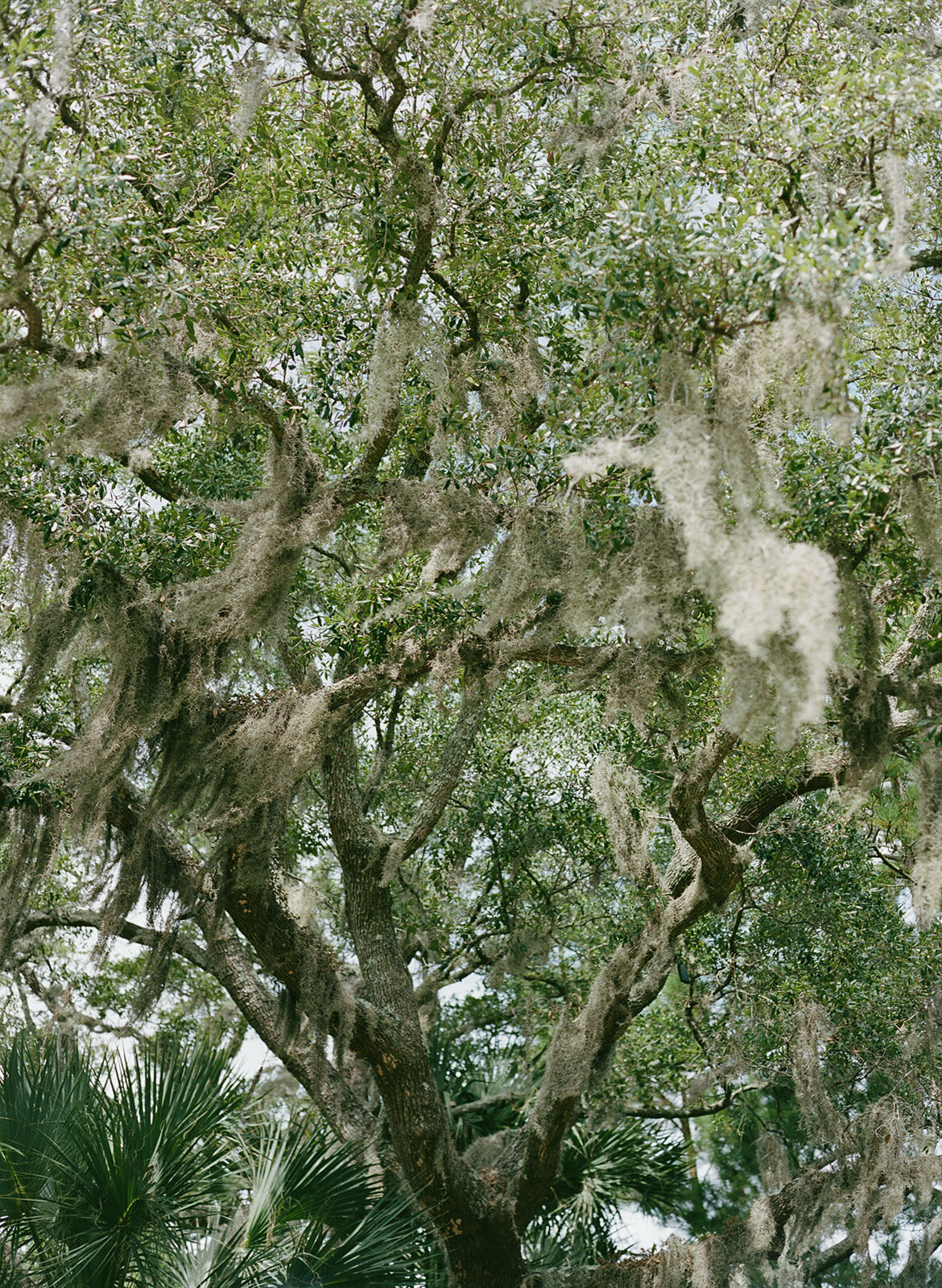 Cougar-Point-Wedding-Kiawah1