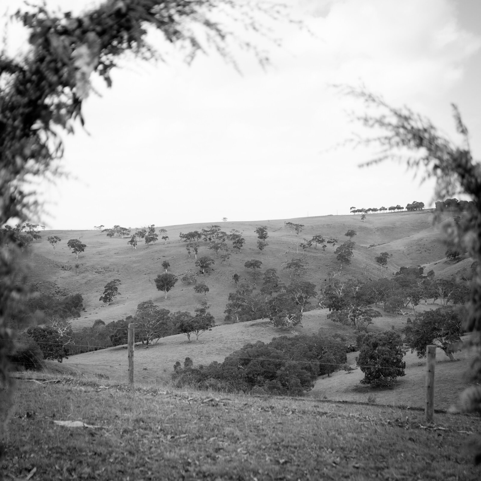 250405-Shelby-Alastair-Rexvil-Photography-Adelaide-Wedding-Photographer-259