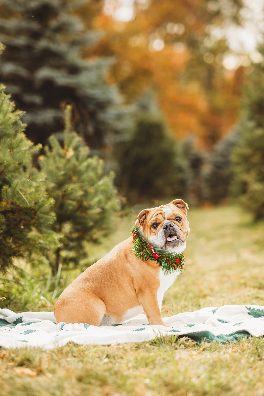 harrisburg-dog-photographer_8555-Edit_websize