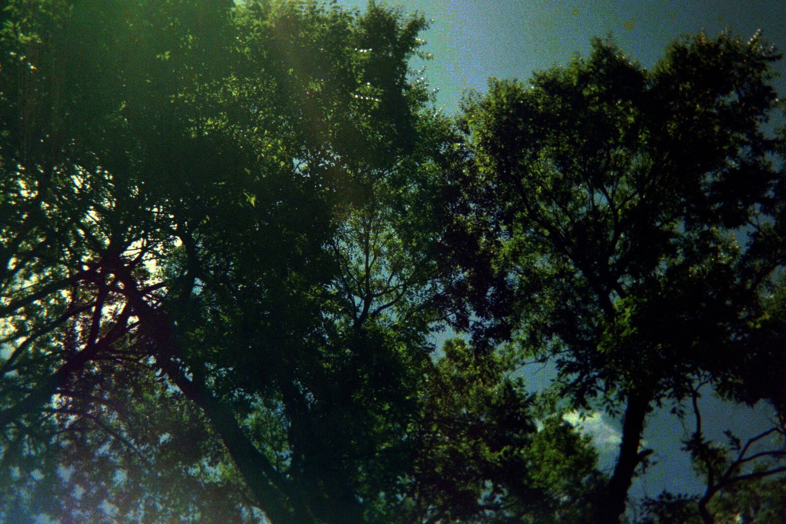 FAIRFAX TREES
