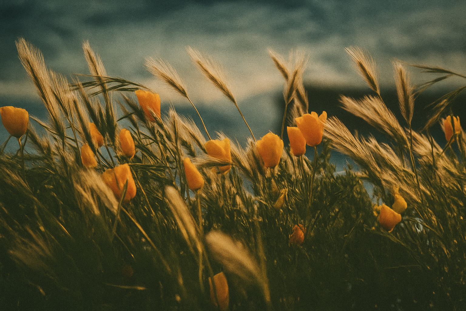 California poppies blooming among golden wild grasses under a cloudy sky.