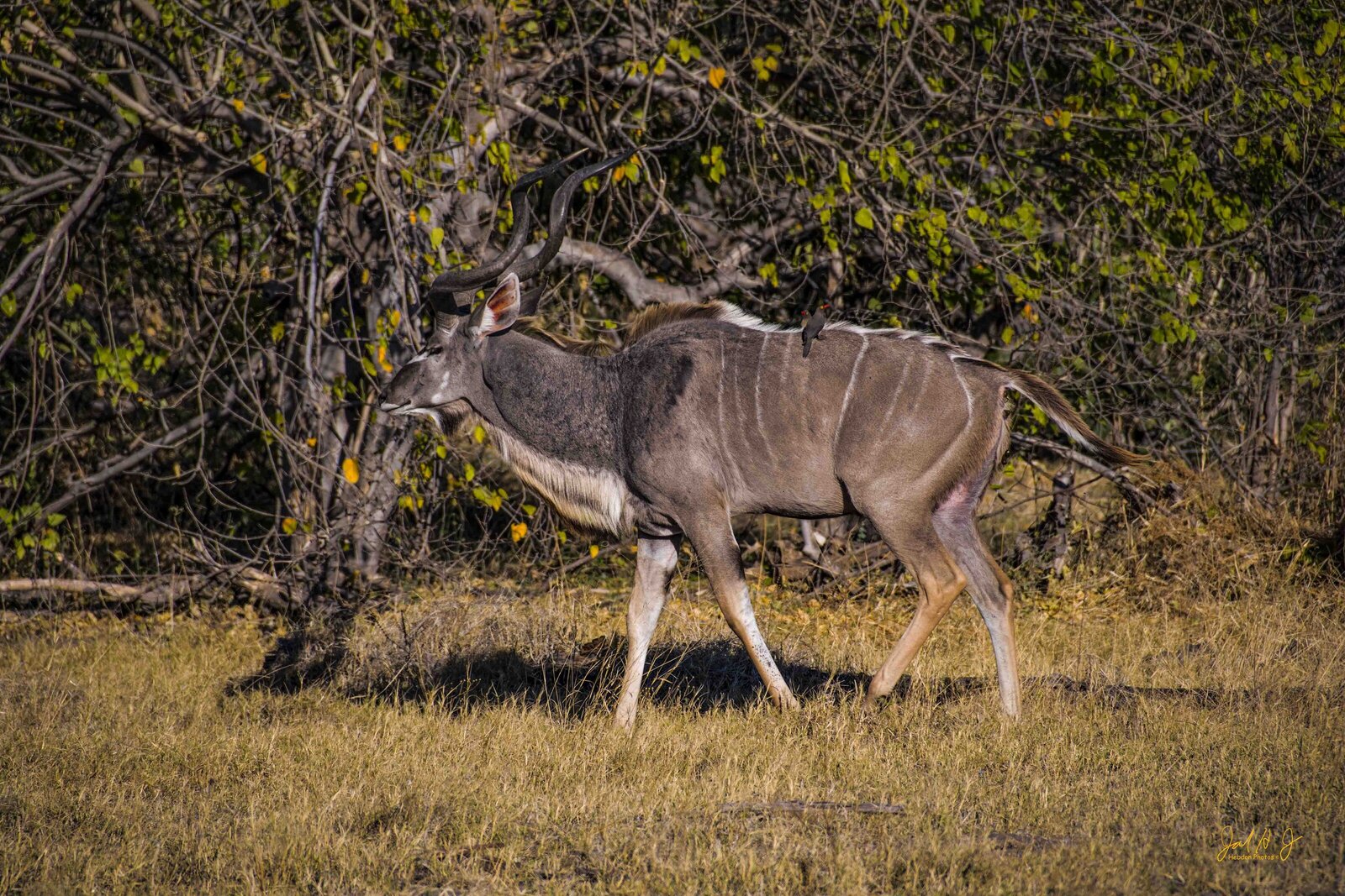 2017 Kudu (2)