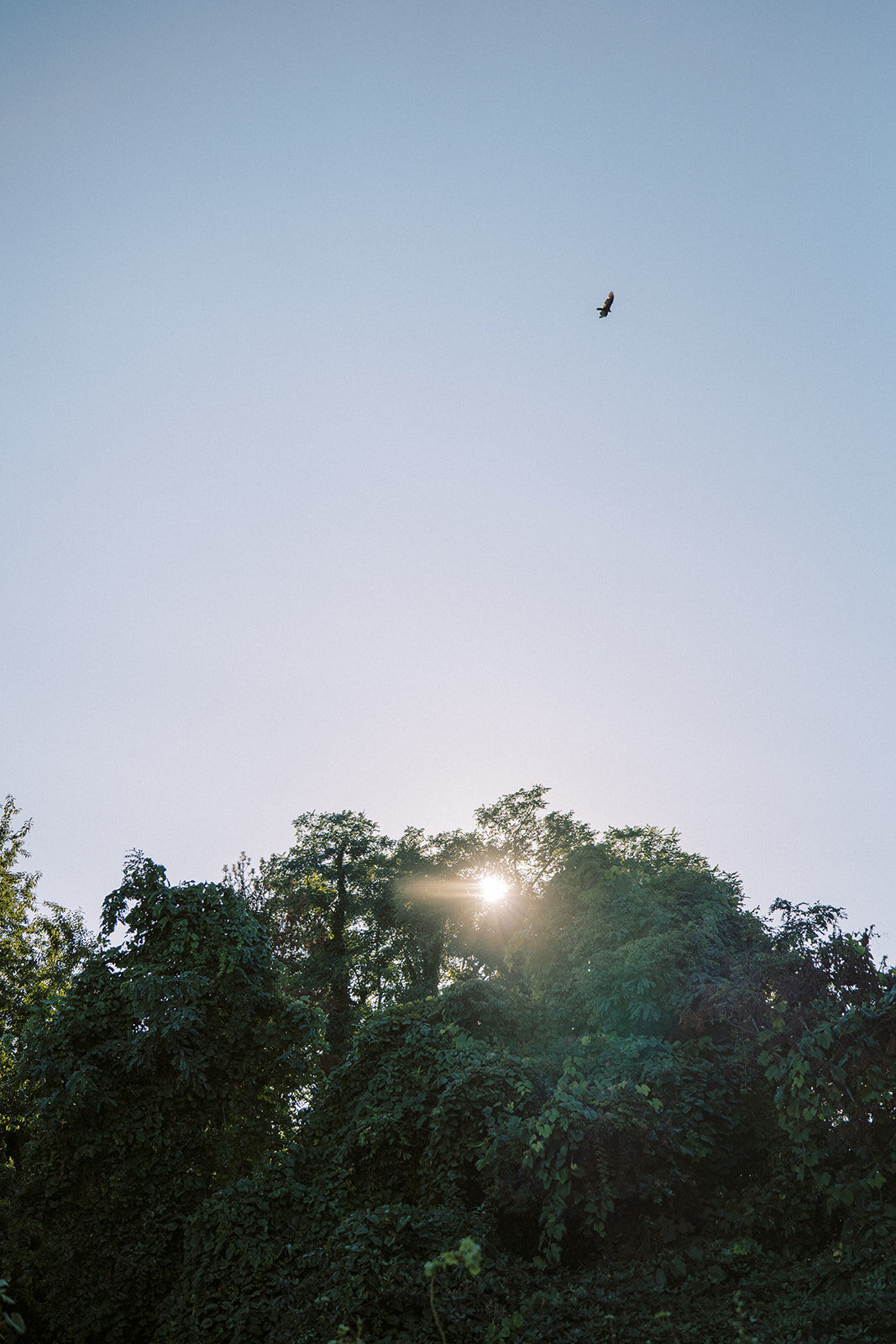 rachelpearlmanphotography_carlinivalis-1099