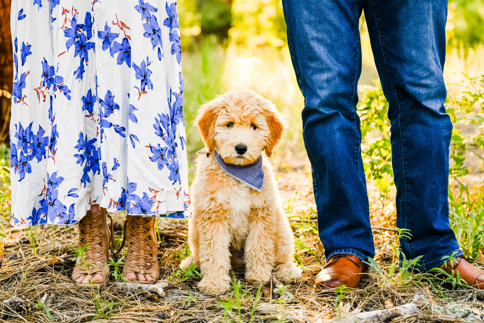 Flagstaff engagement photography puppy looking at camera dog shoes summer green