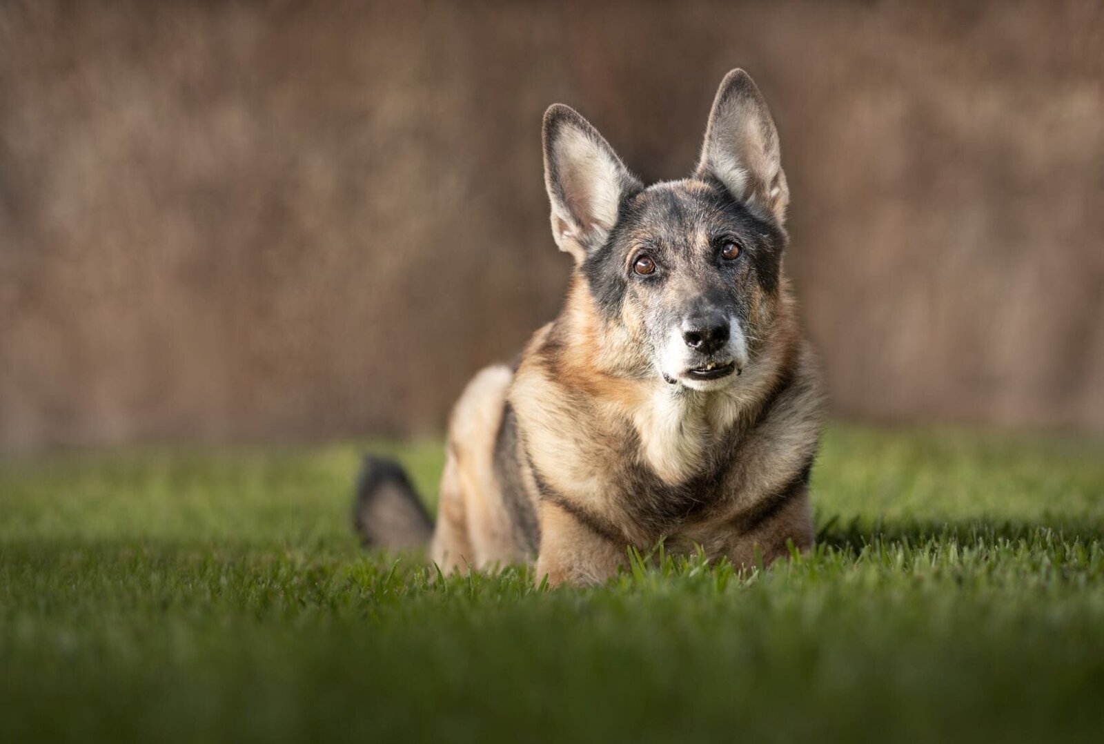 lilla-bordas-portraits-tampa-DOG-photographer1311_1