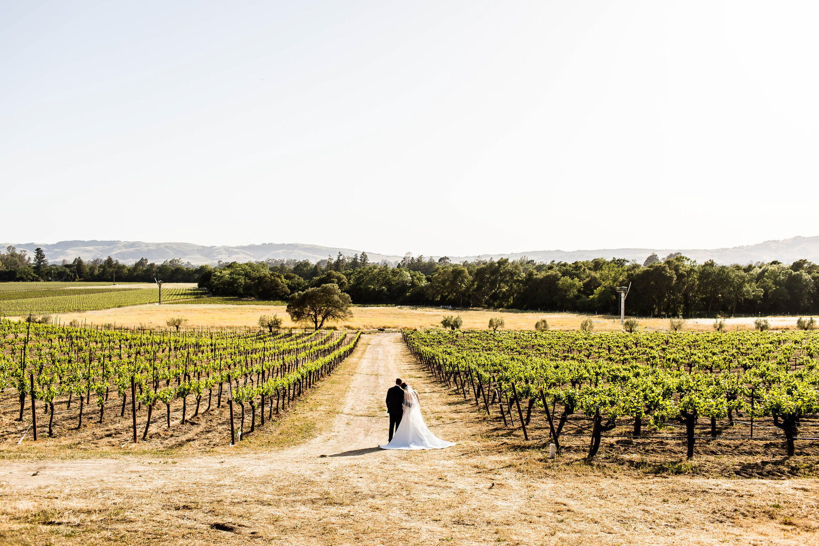 wide shot of napa winery vineyard wedding